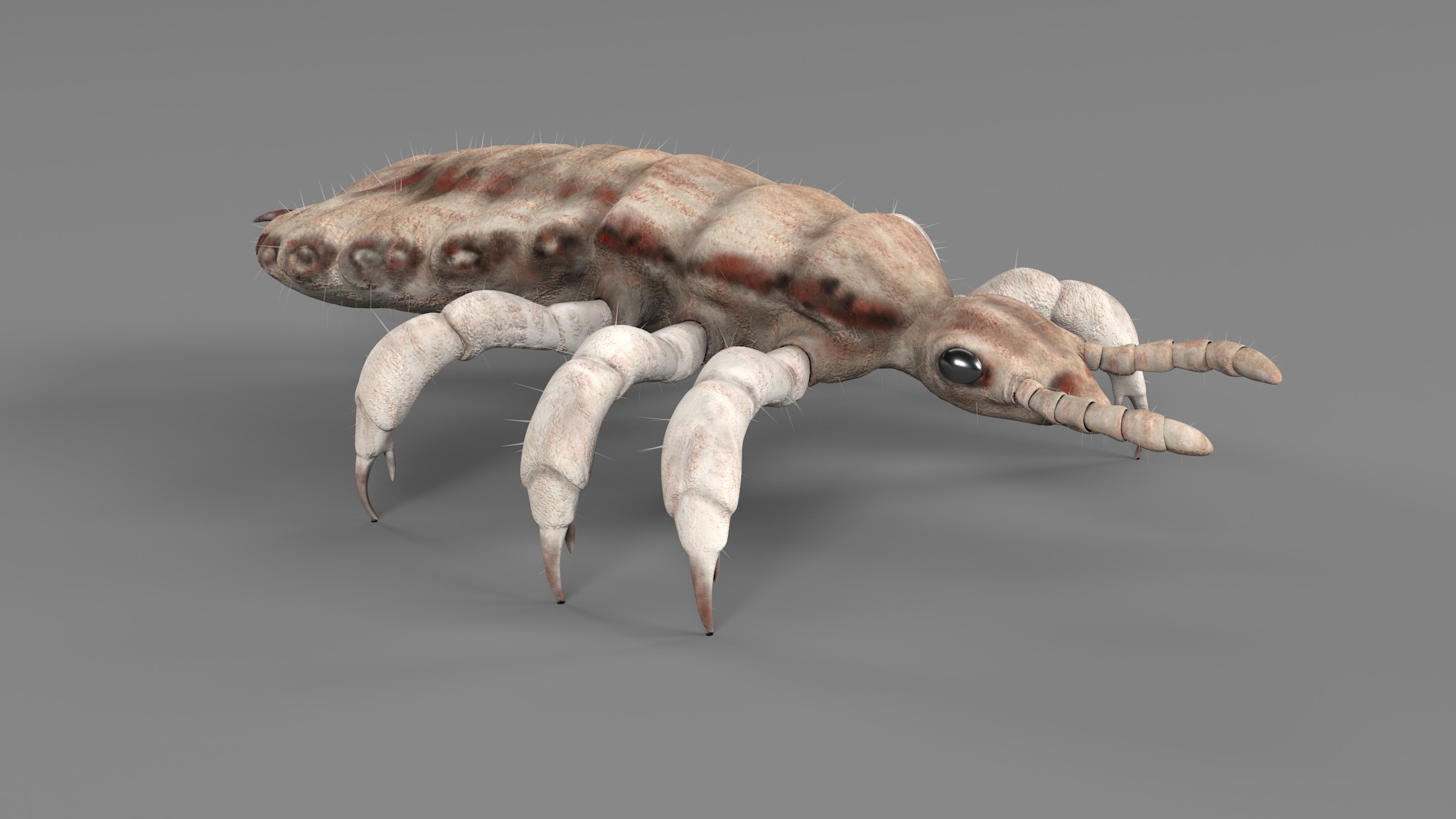 PHOTOREALISTIC ANIMATED LICE 3D model_46