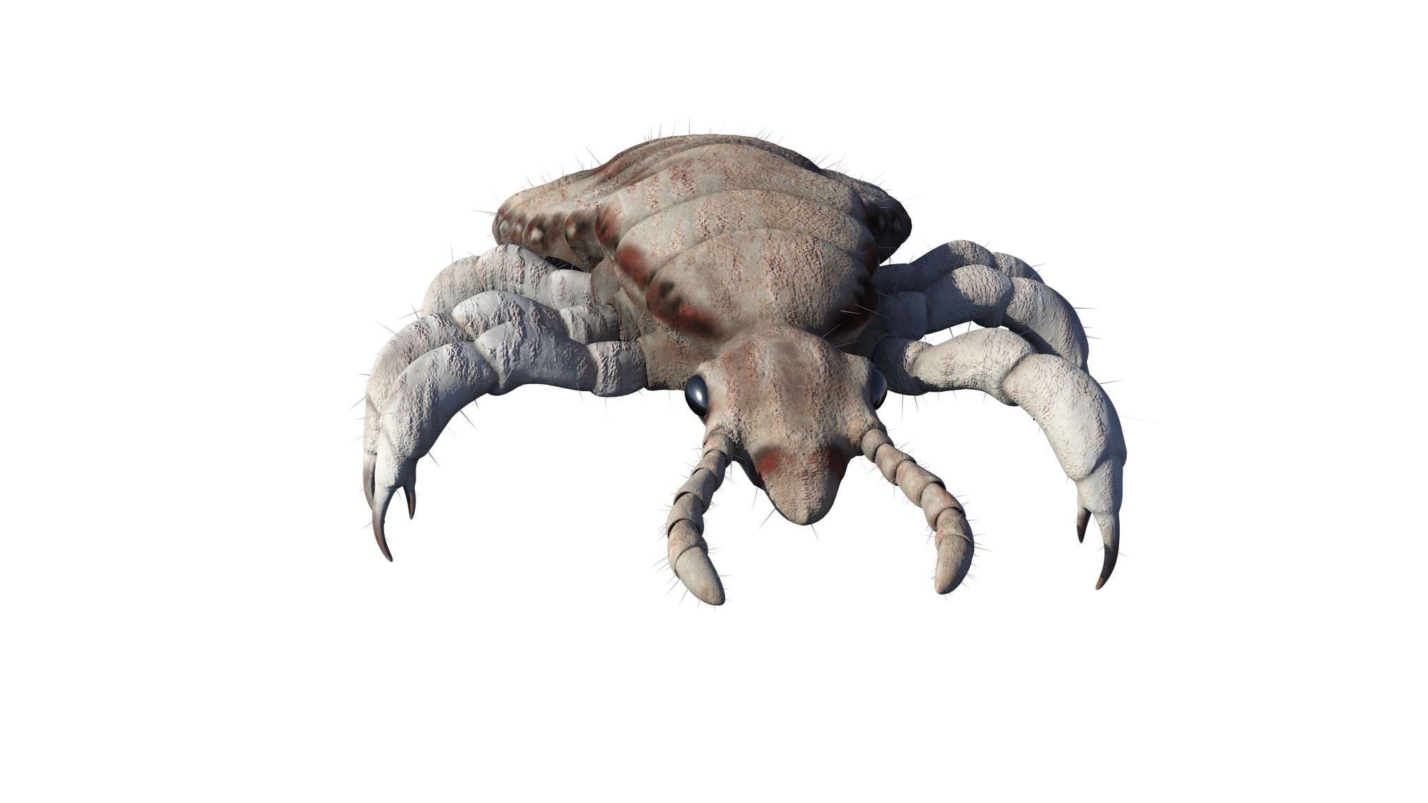 PHOTOREALISTIC ANIMATED LICE 3D model_28