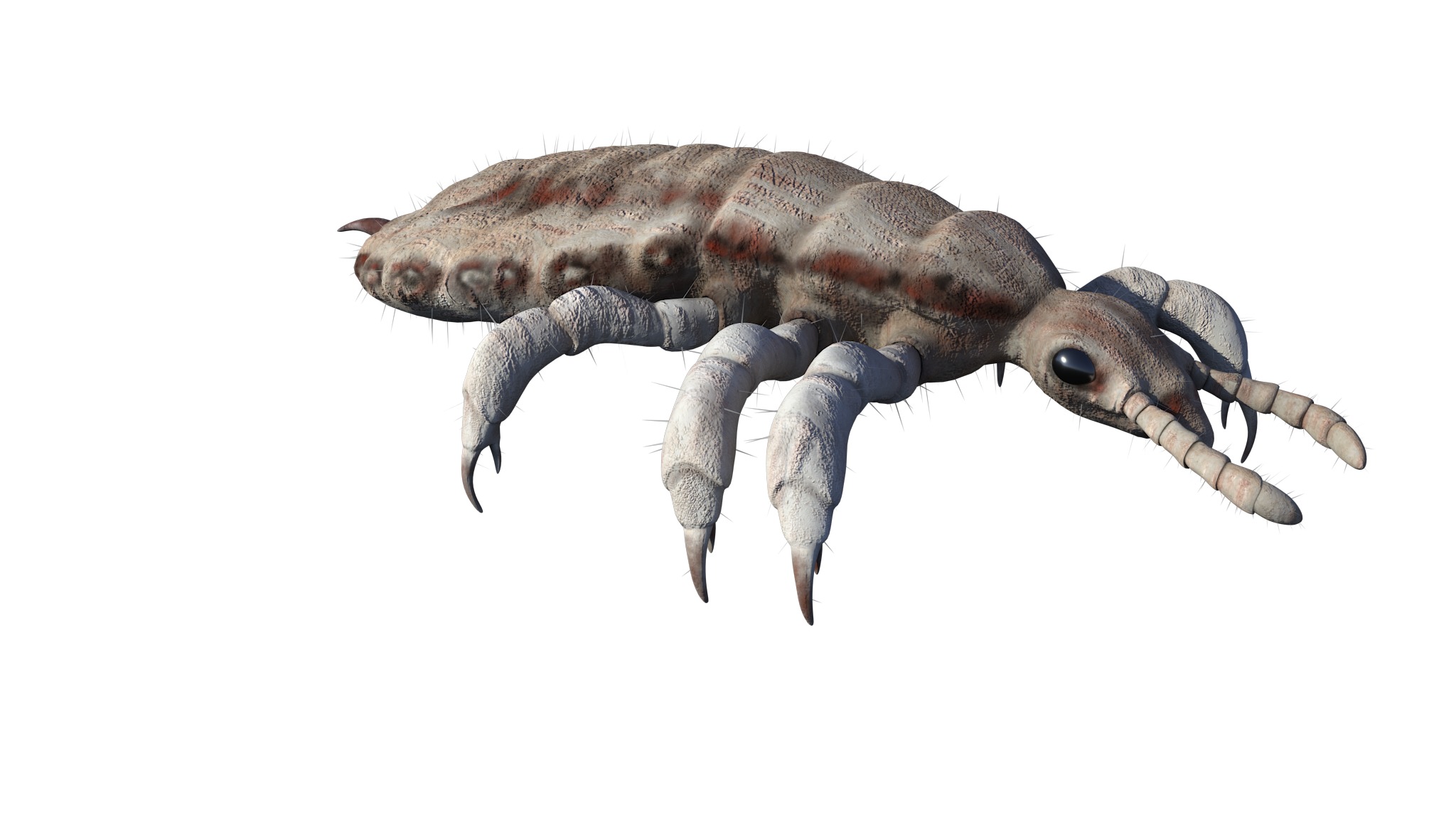 PHOTOREALISTIC ANIMATED LICE 3D model_8