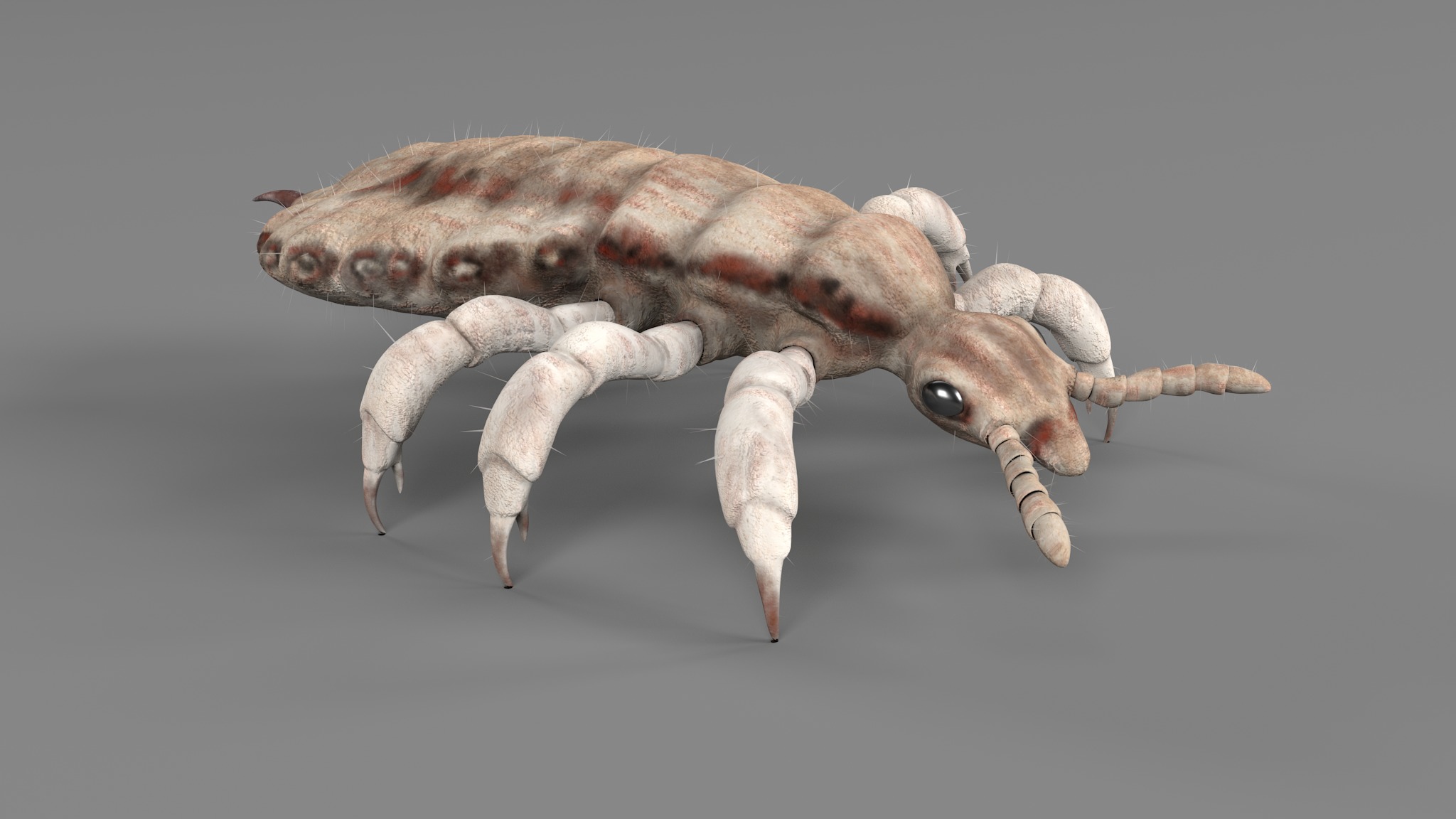 PHOTOREALISTIC ANIMATED LICE 3D model_94