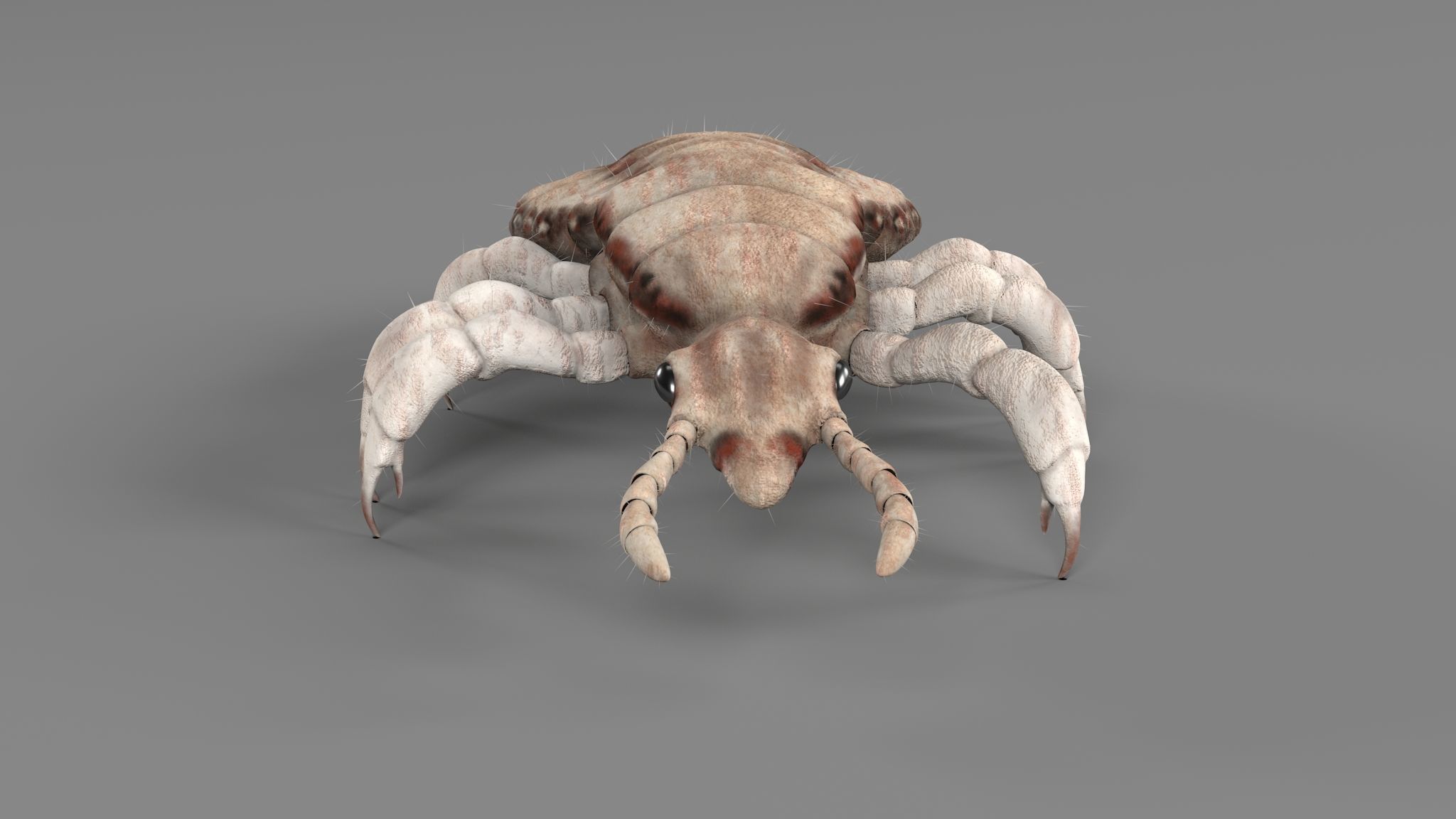 PHOTOREALISTIC ANIMATED LICE 3D model_4