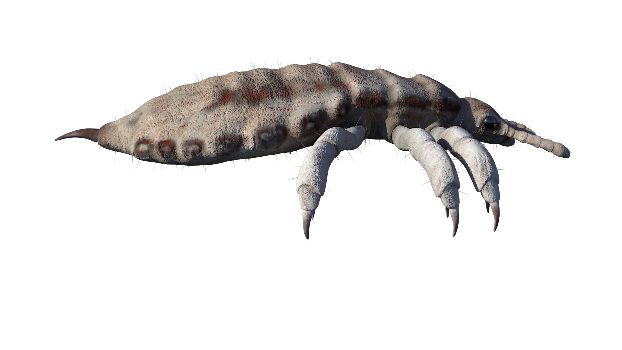PHOTOREALISTIC ANIMATED LICE 3D model_11