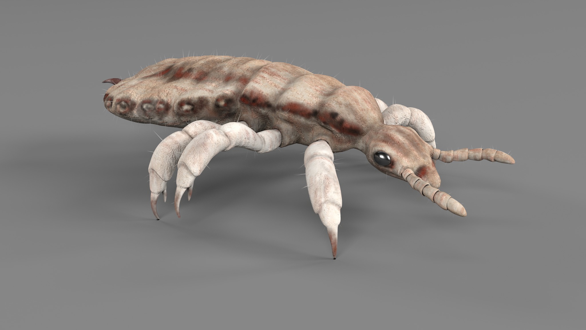 PHOTOREALISTIC ANIMATED LICE 3D model_92