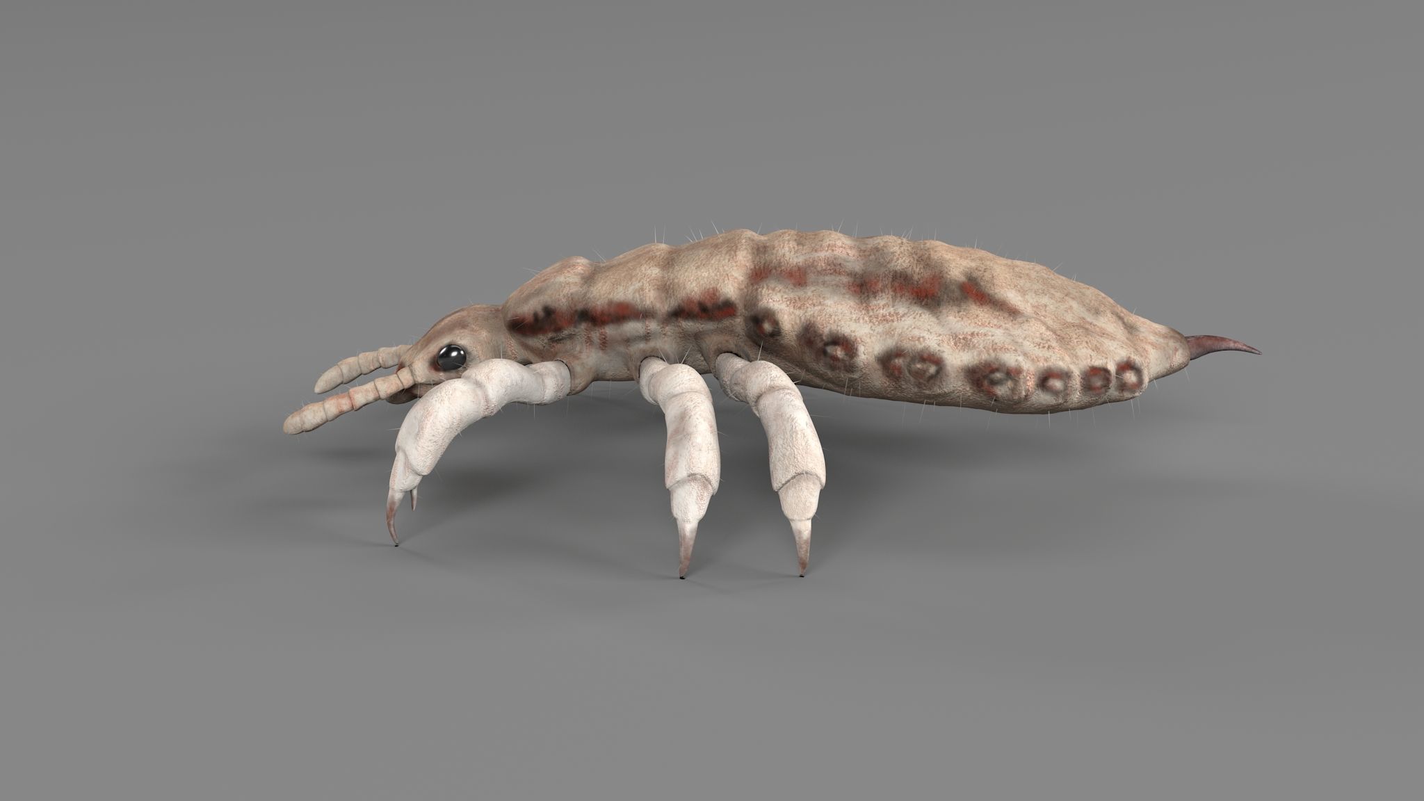 PHOTOREALISTIC ANIMATED LICE 3D model_3
