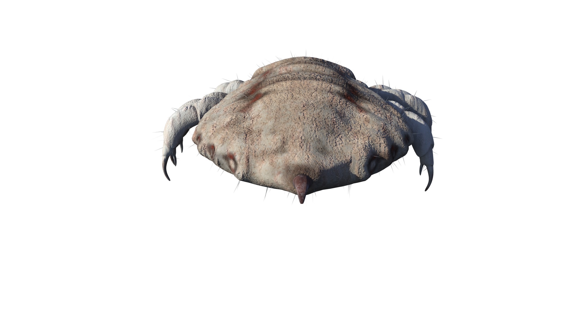 PHOTOREALISTIC ANIMATED LICE 3D model_16