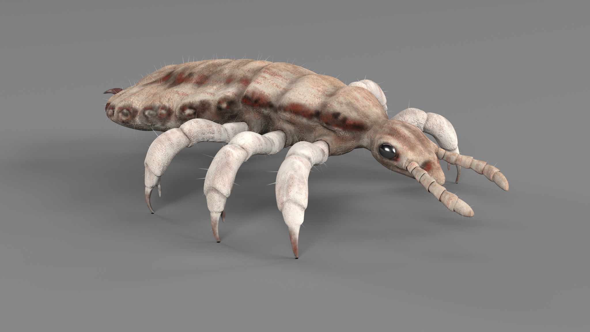 PHOTOREALISTIC ANIMATED LICE 3D model_36