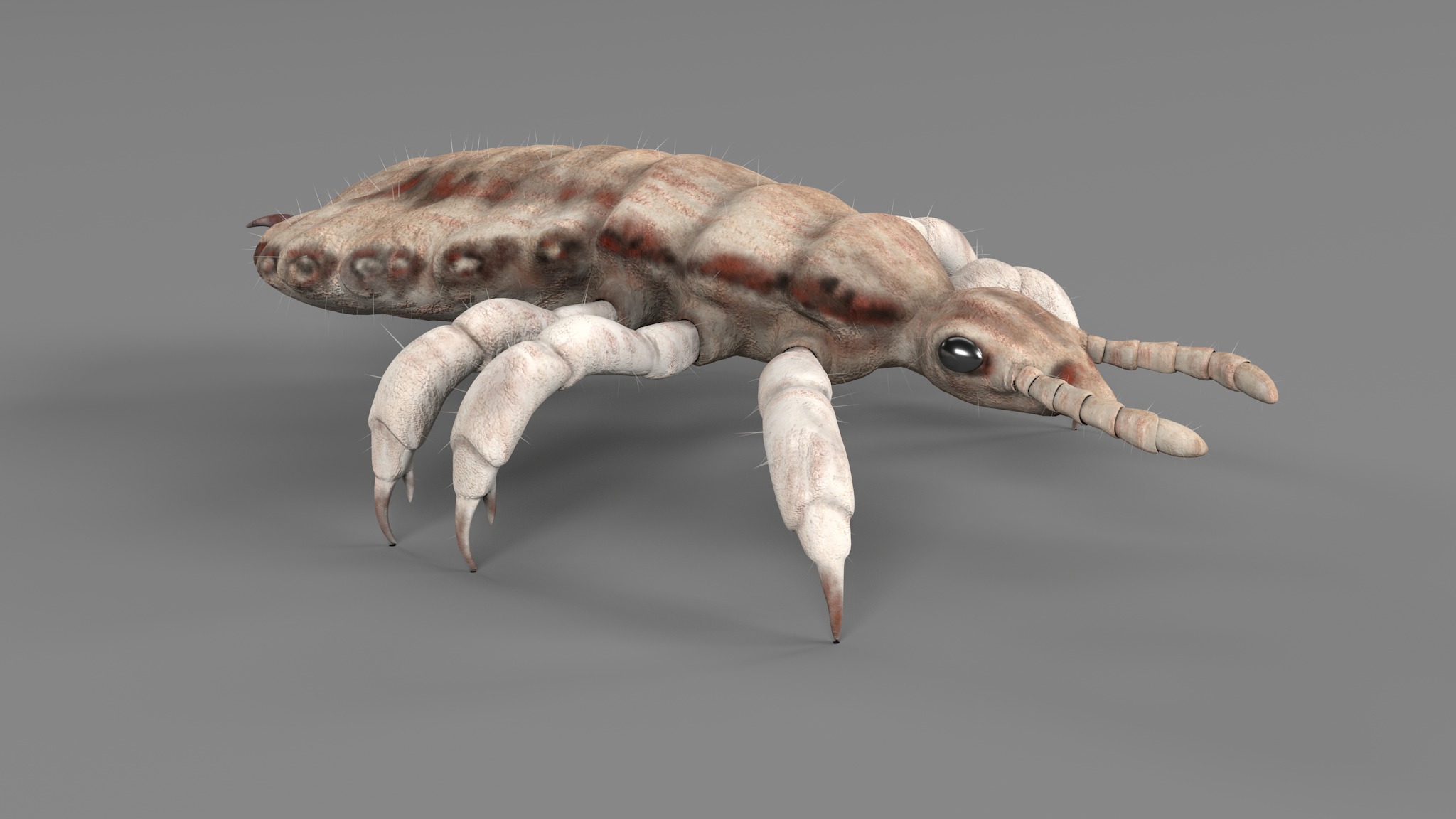 PHOTOREALISTIC ANIMATED LICE 3D model_61
