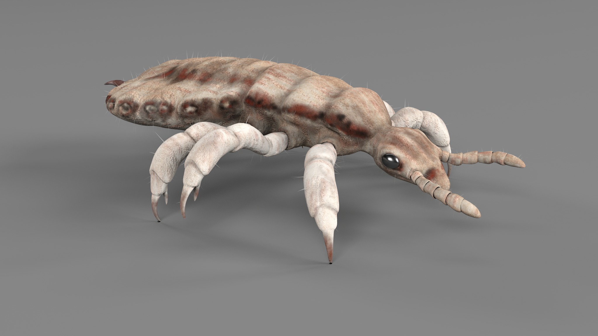 PHOTOREALISTIC ANIMATED LICE 3D model_97