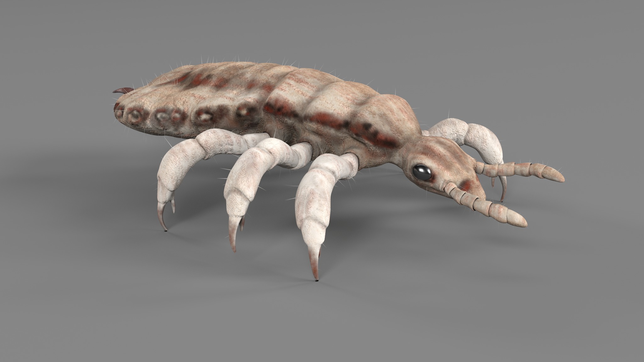 PHOTOREALISTIC ANIMATED LICE 3D model_96