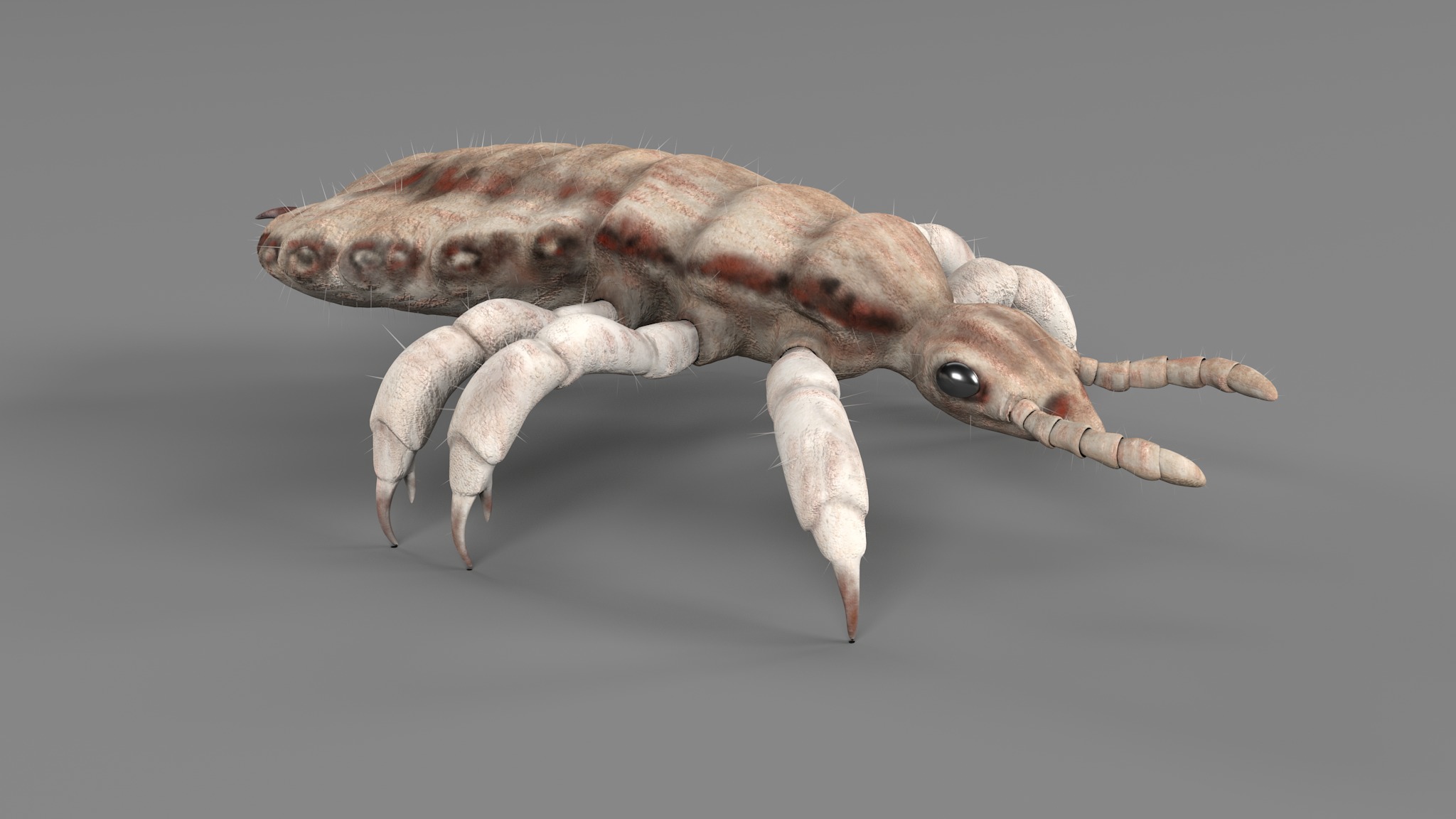 PHOTOREALISTIC ANIMATED LICE 3D model_47