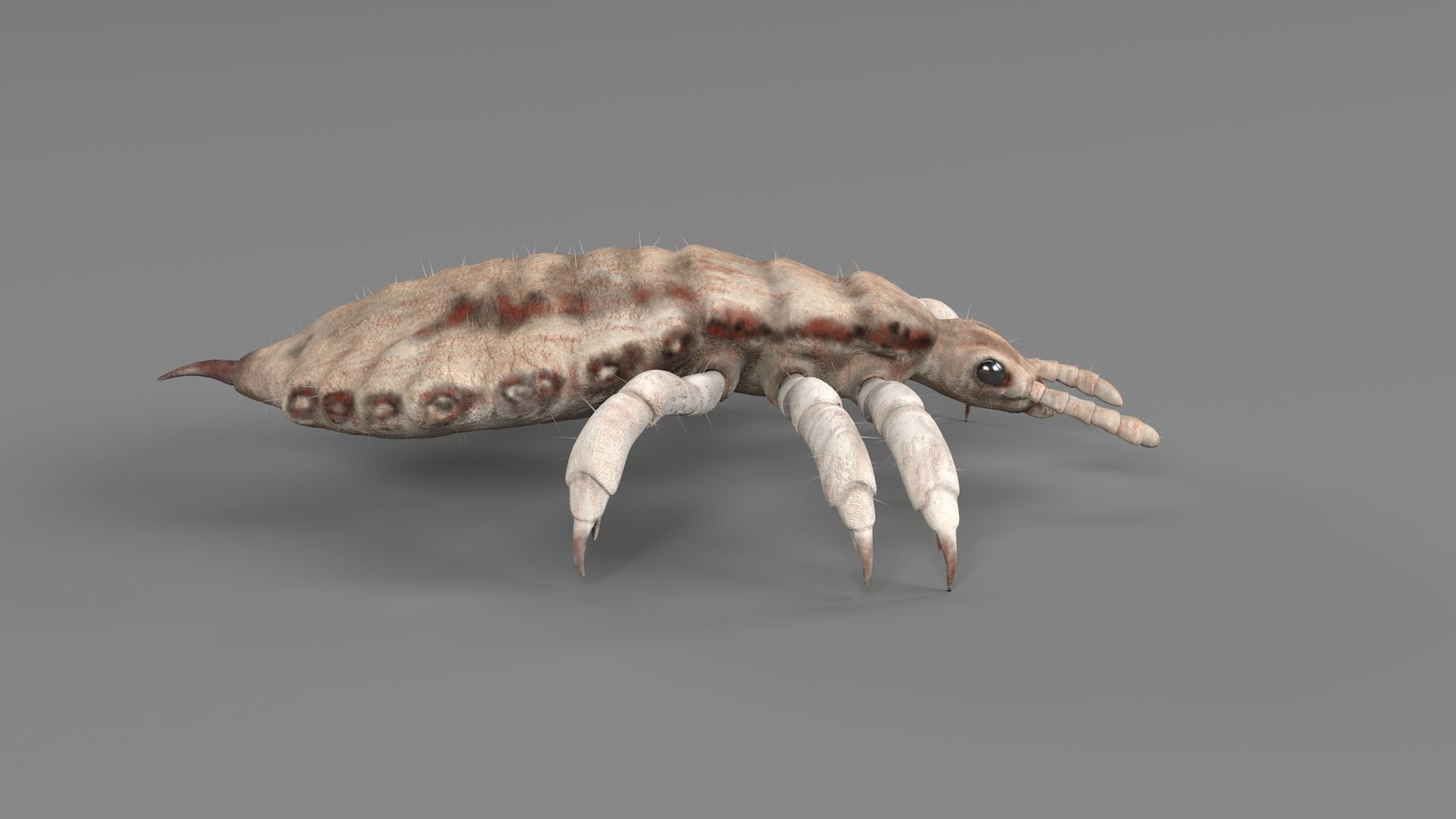 PHOTOREALISTIC ANIMATED LICE 3D model_1