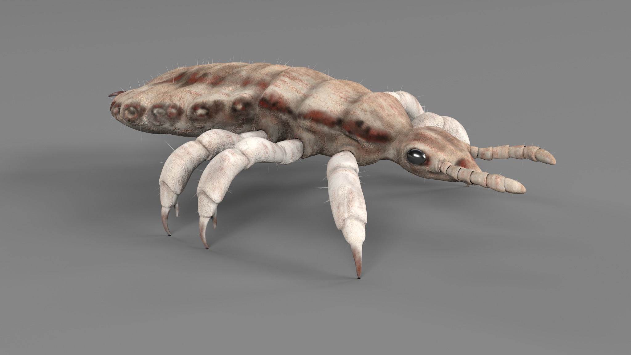 PHOTOREALISTIC ANIMATED LICE 3D model_50