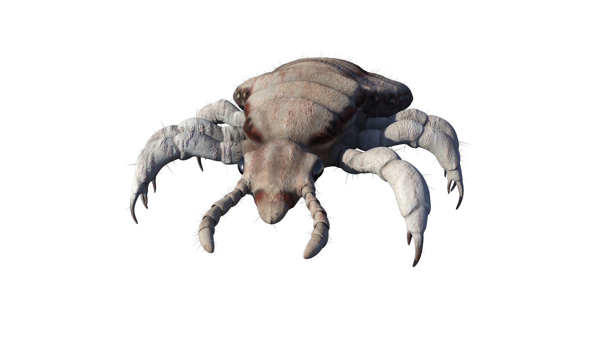 PHOTOREALISTIC ANIMATED LICE 3D model_27