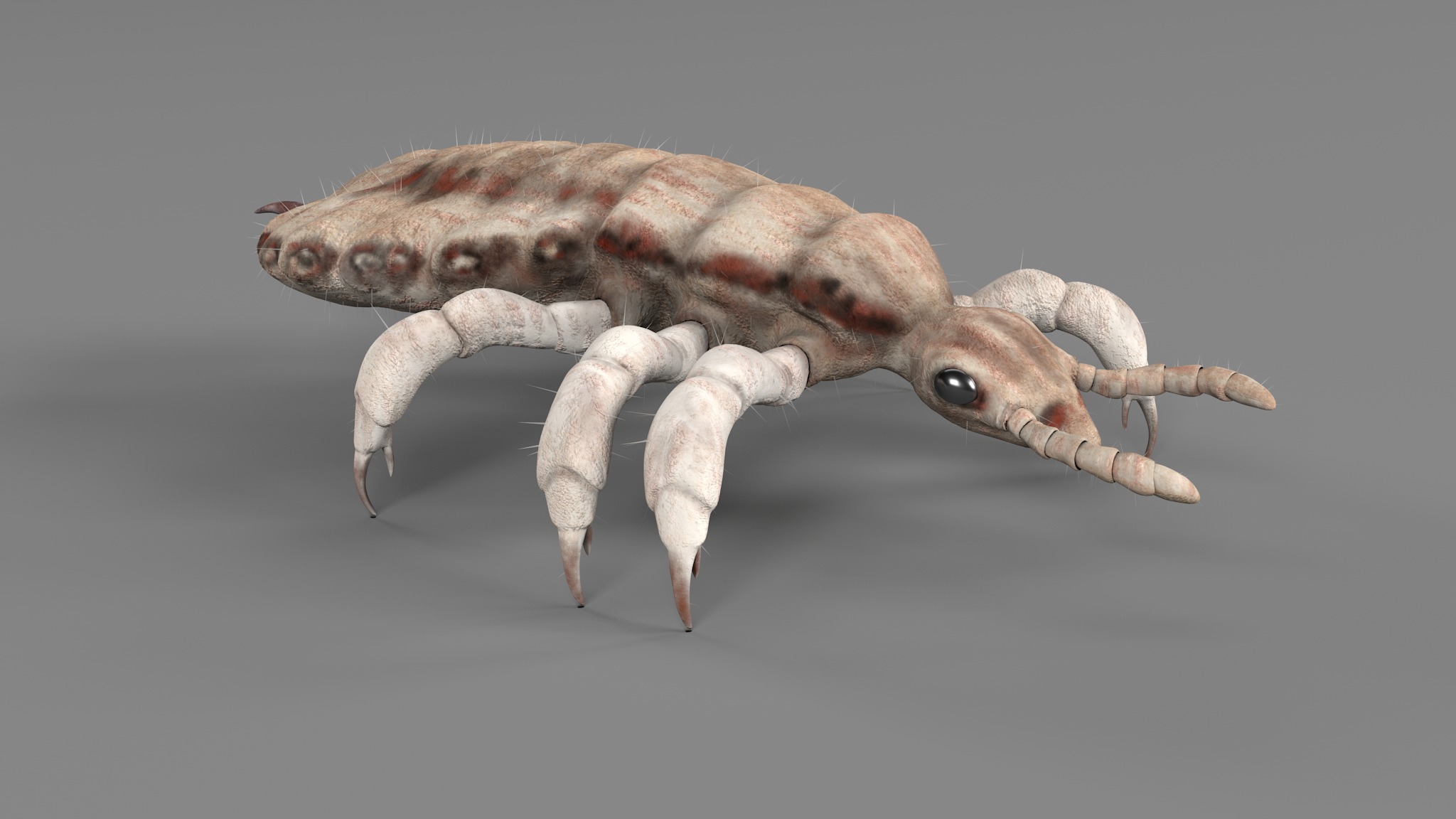 PHOTOREALISTIC ANIMATED LICE 3D model_101