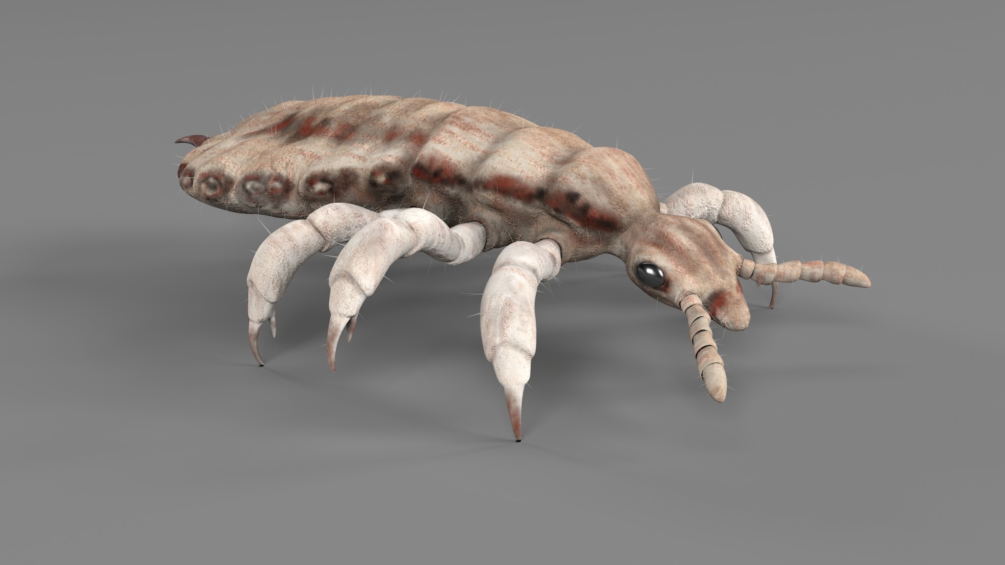 PHOTOREALISTIC ANIMATED LICE 3D model_86