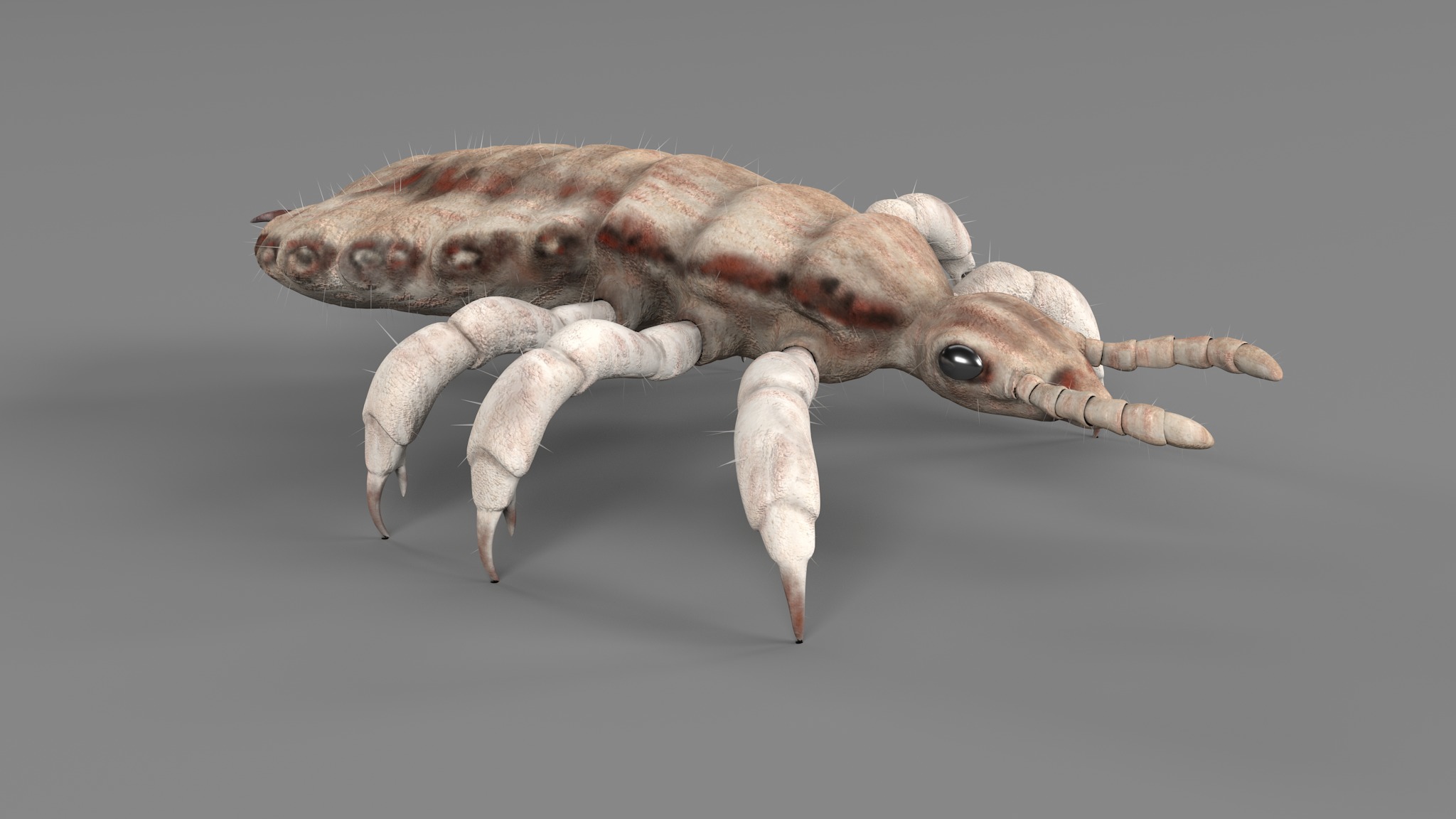PHOTOREALISTIC ANIMATED LICE 3D model_48