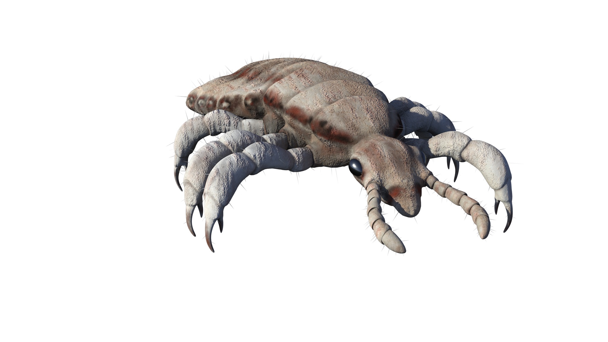 PHOTOREALISTIC ANIMATED LICE 3D model_29