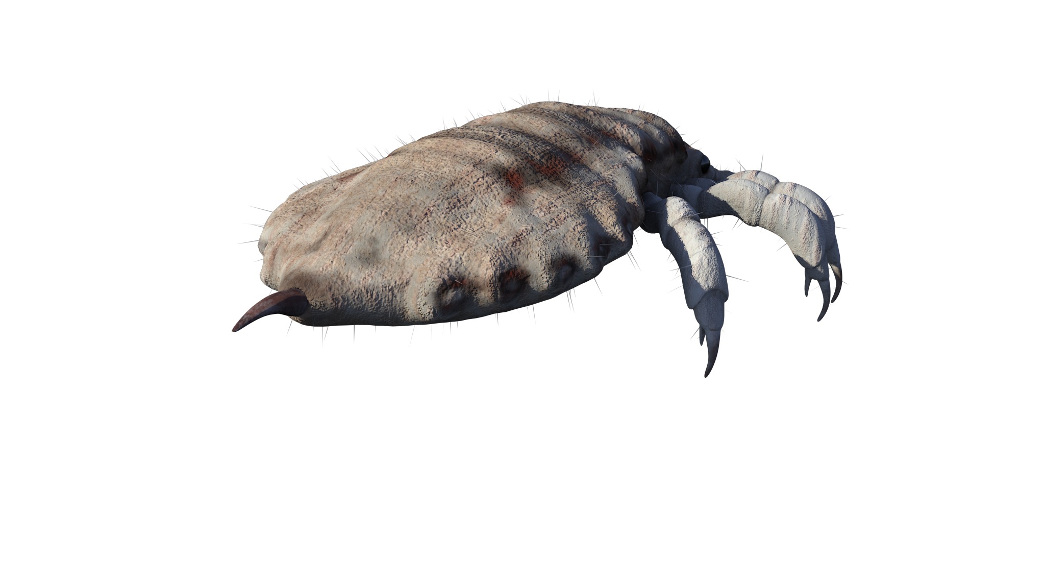 PHOTOREALISTIC ANIMATED LICE 3D model_14