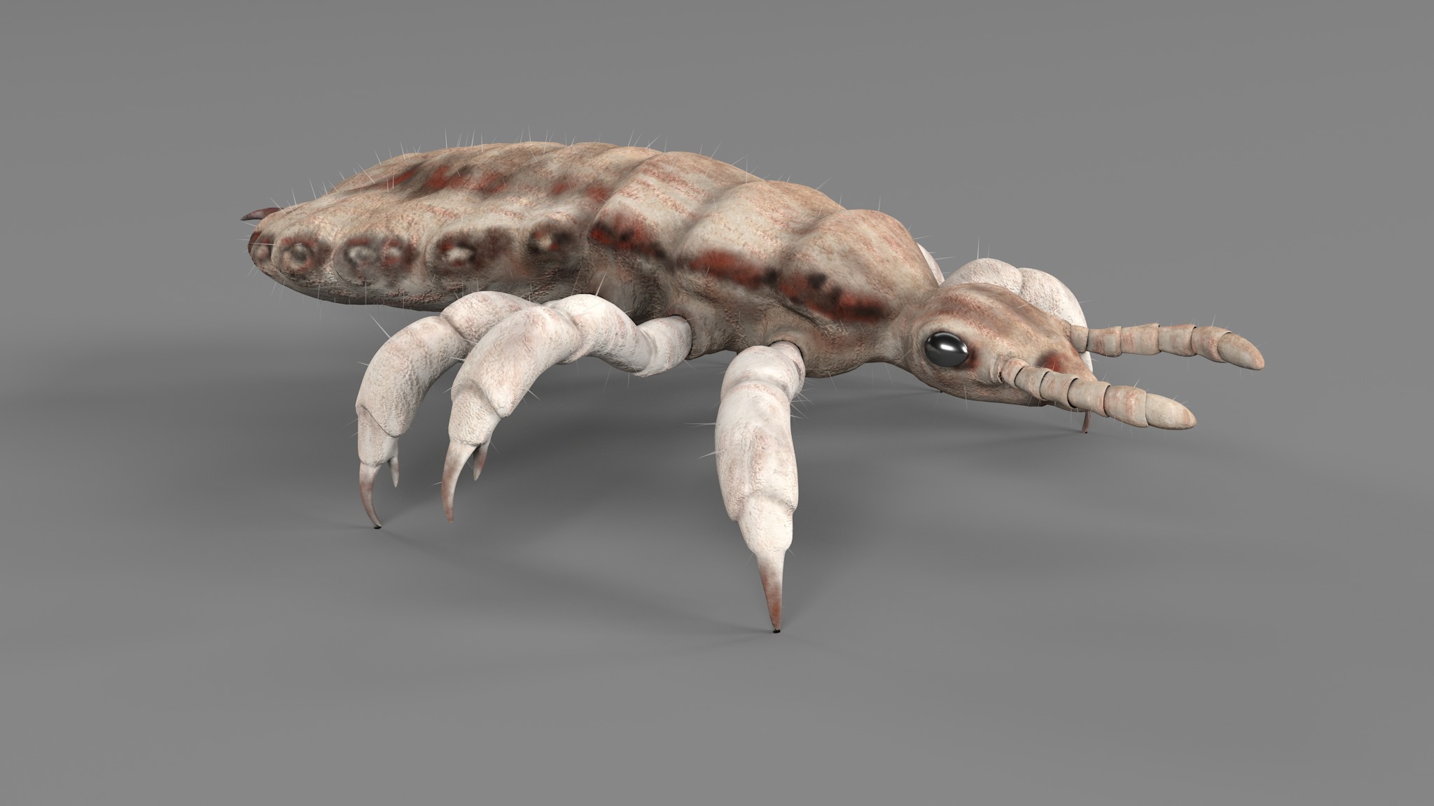 PHOTOREALISTIC ANIMATED LICE 3D model_106