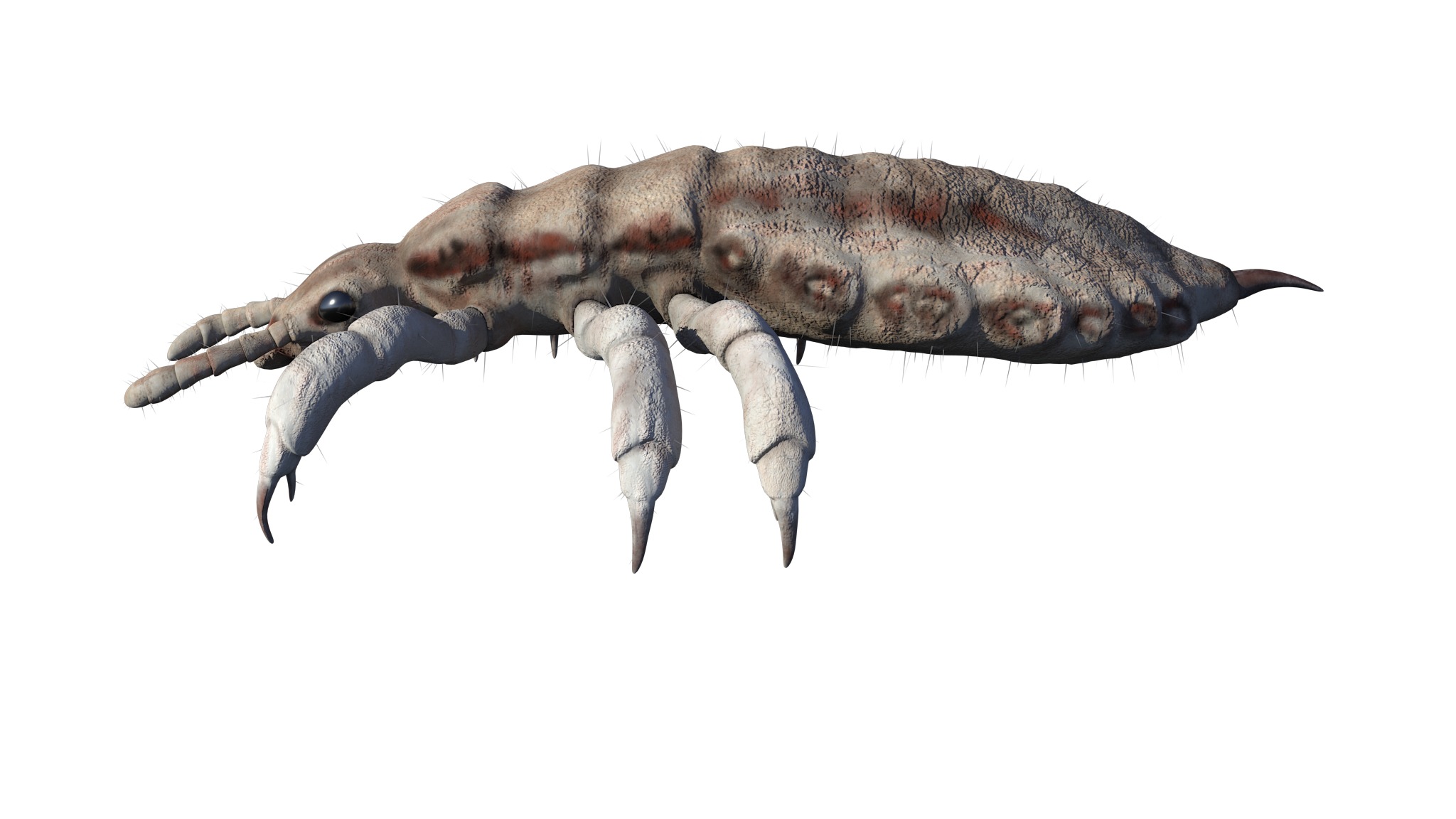 PHOTOREALISTIC ANIMATED LICE 3D model_22
