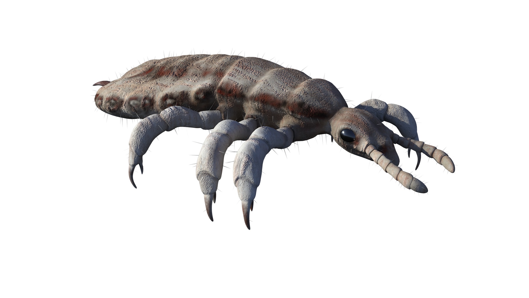 PHOTOREALISTIC ANIMATED LICE 3D model_5
