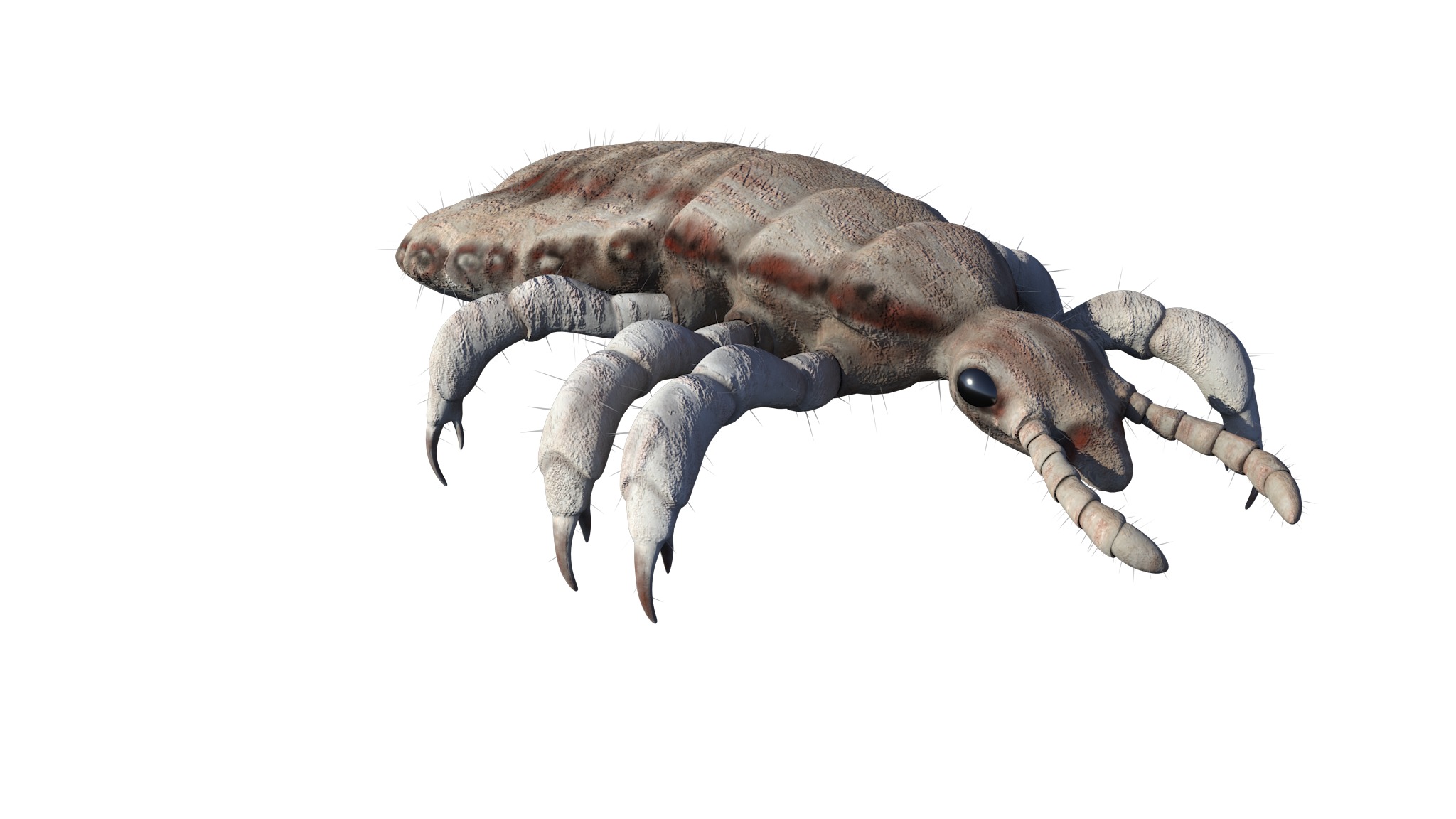 PHOTOREALISTIC ANIMATED LICE 3D model_30