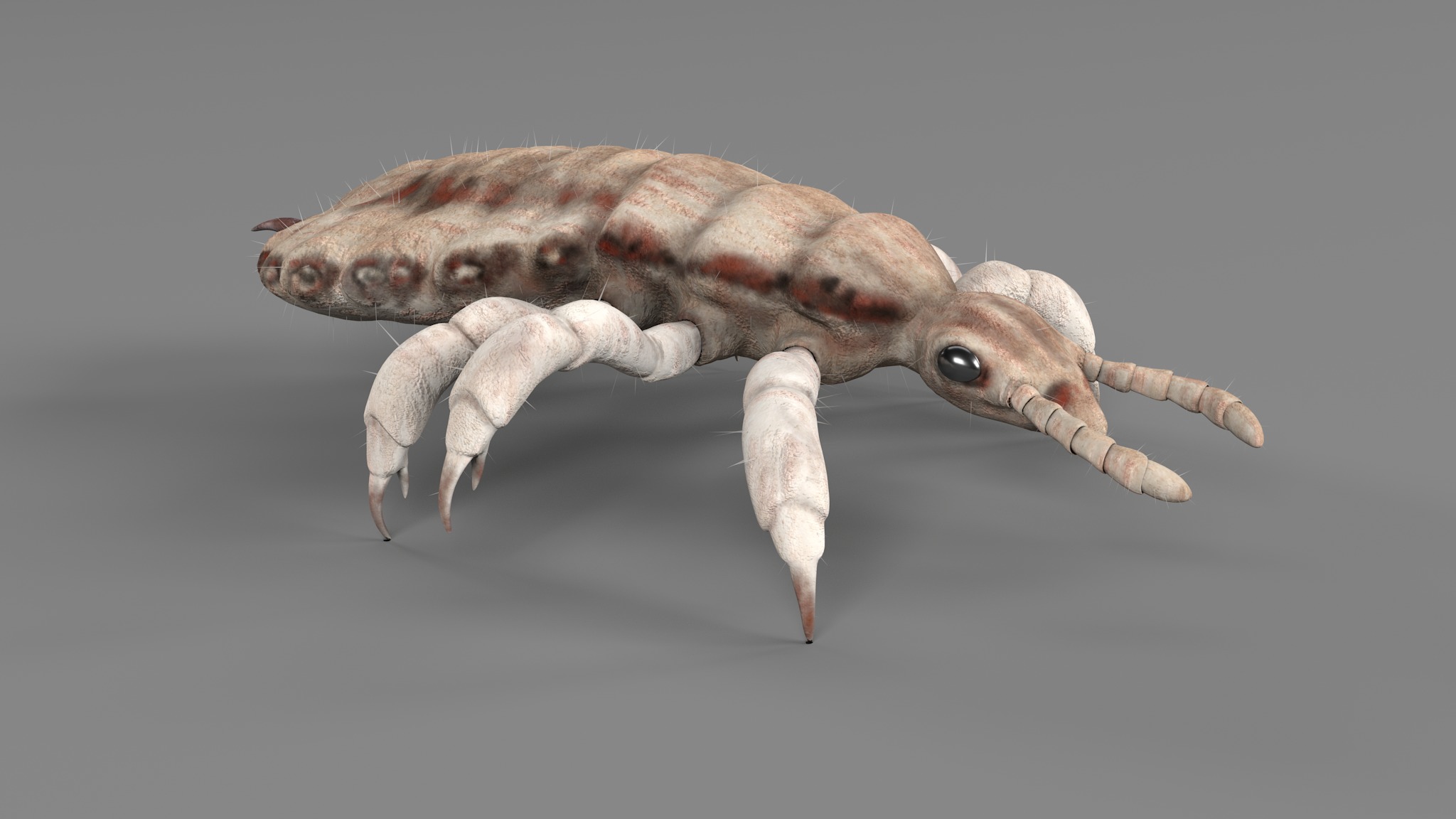 PHOTOREALISTIC ANIMATED LICE 3D model_73