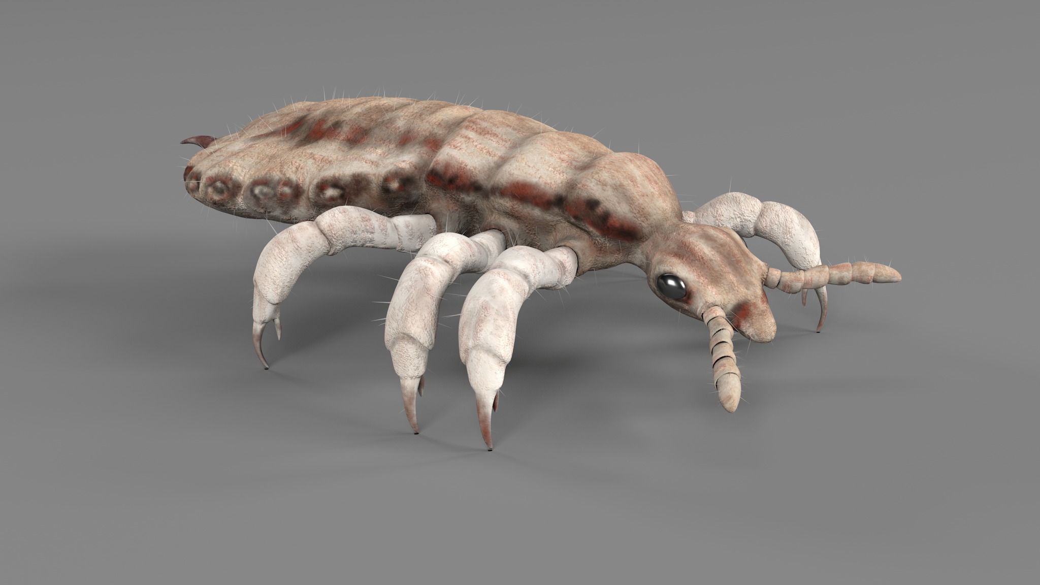 PHOTOREALISTIC ANIMATED LICE 3D model_40