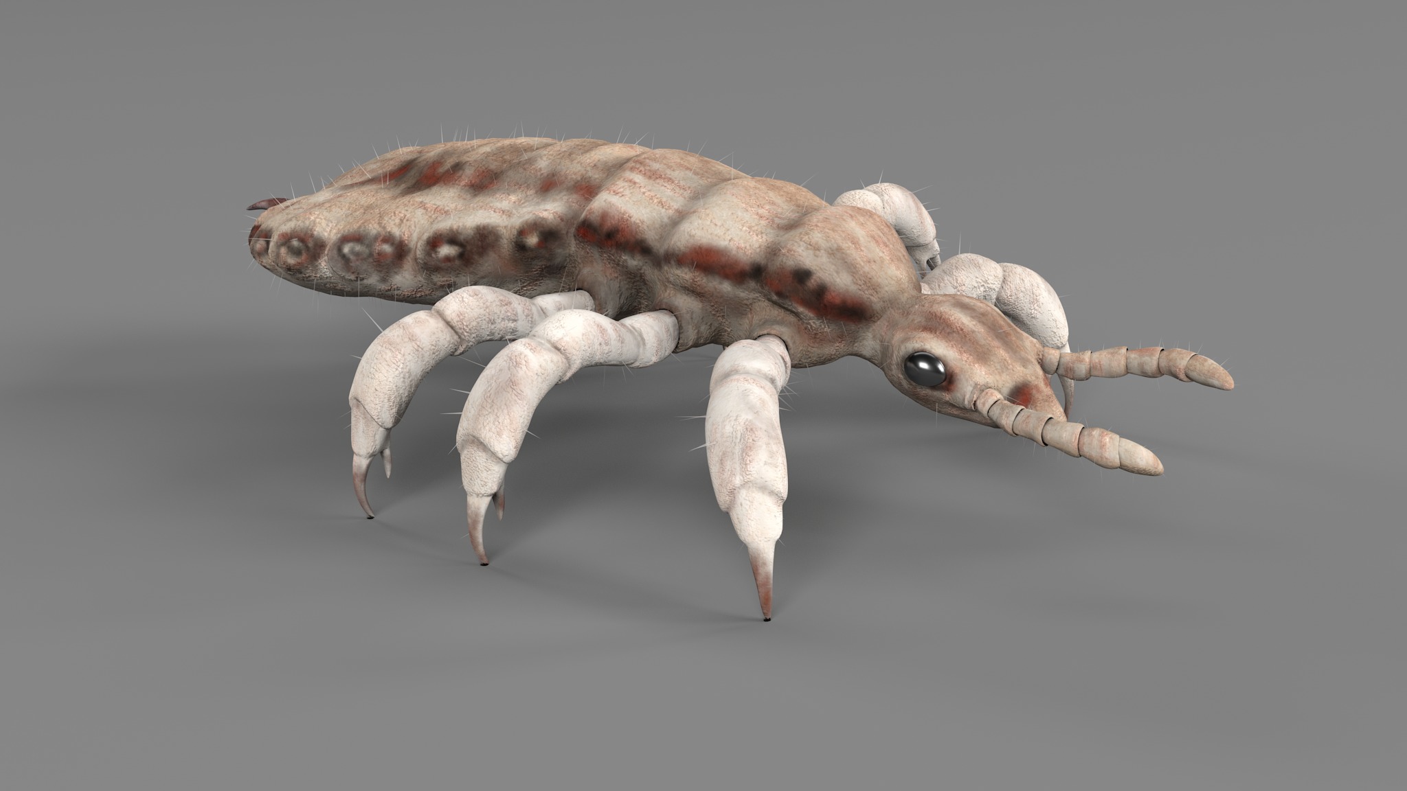 PHOTOREALISTIC ANIMATED LICE 3D model_107