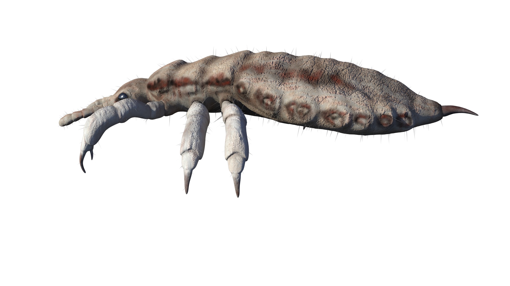 PHOTOREALISTIC ANIMATED LICE 3D model_21