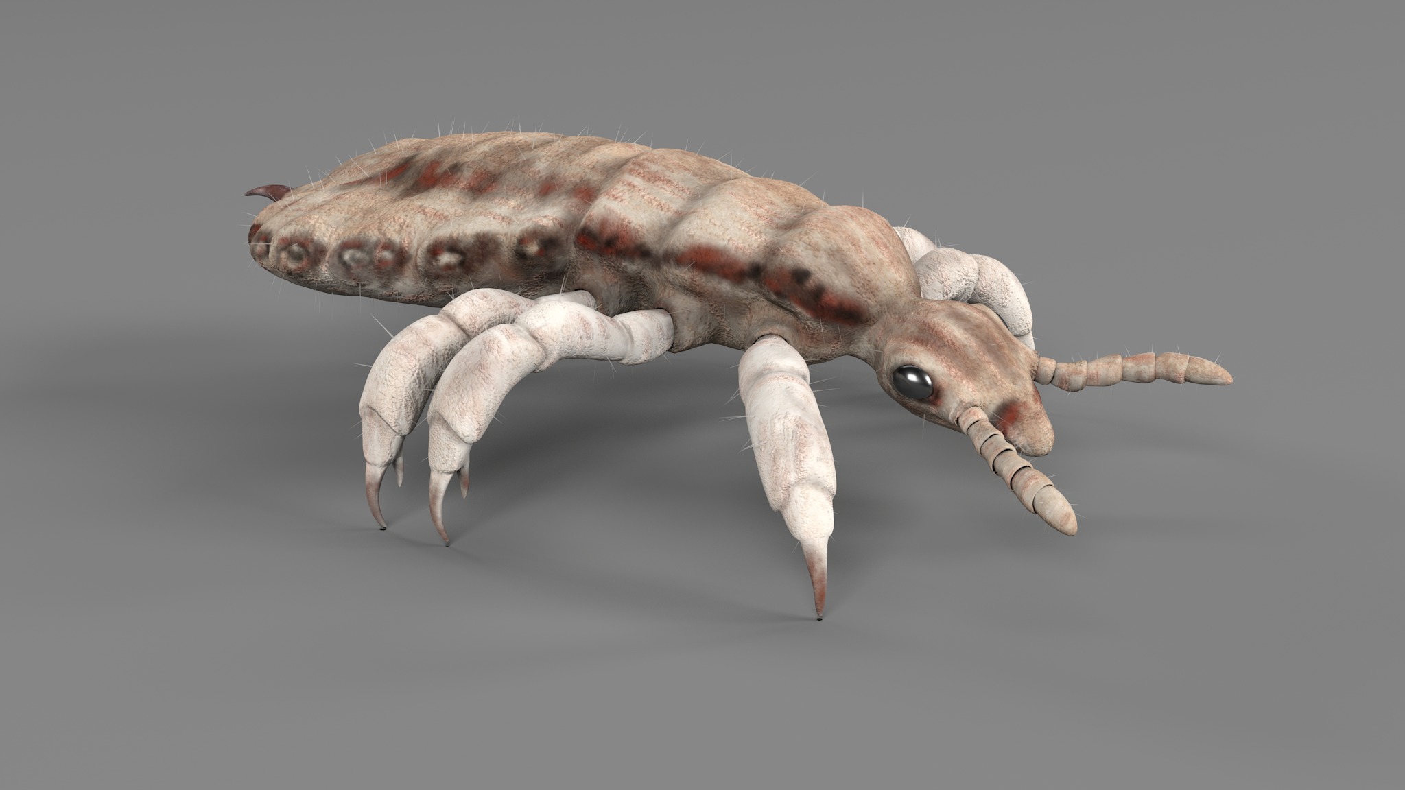 PHOTOREALISTIC ANIMATED LICE 3D model_81