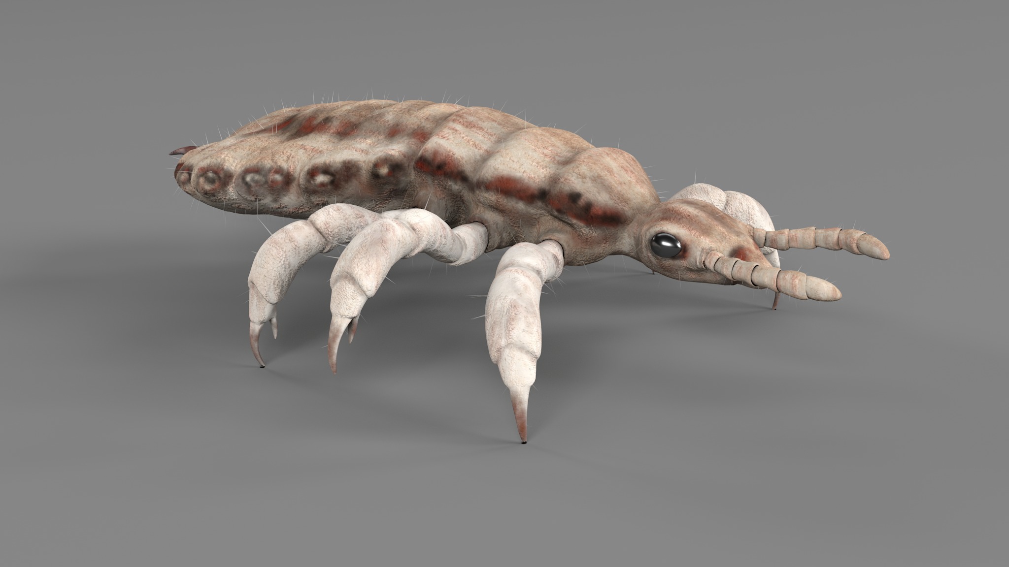 PHOTOREALISTIC ANIMATED LICE 3D model_63