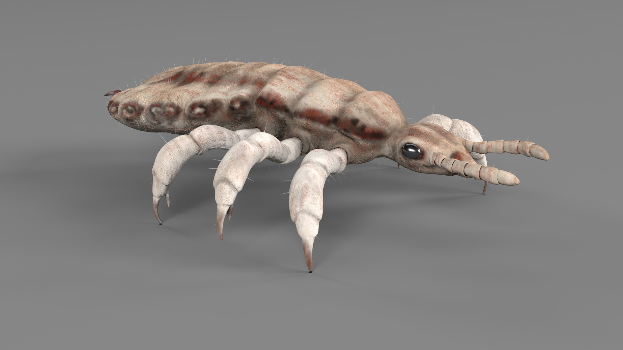PHOTOREALISTIC ANIMATED LICE 3D model_114