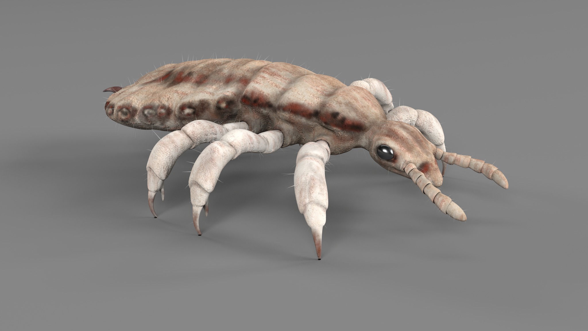 PHOTOREALISTIC ANIMATED LICE 3D model_76