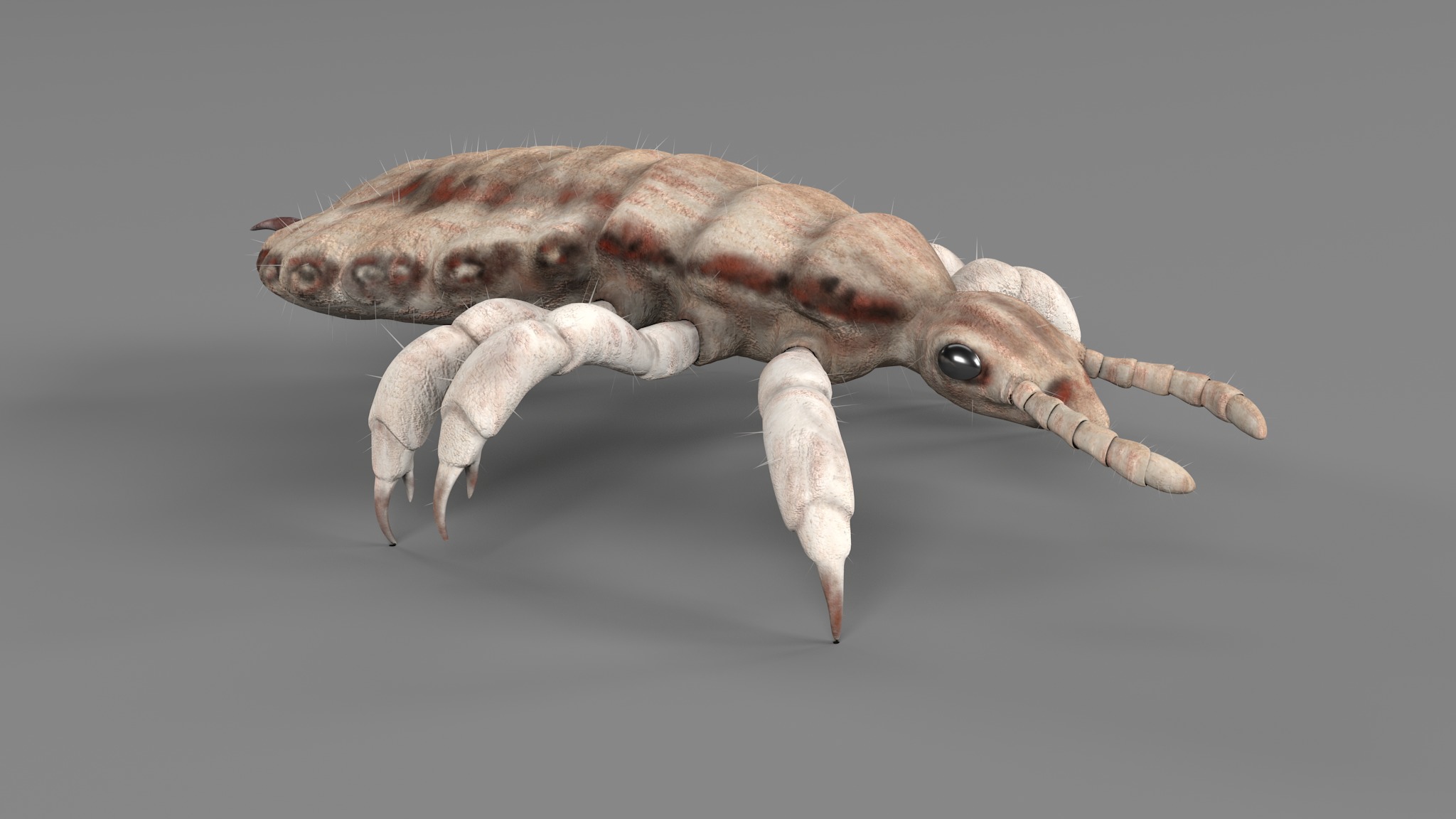 PHOTOREALISTIC ANIMATED LICE 3D model_72