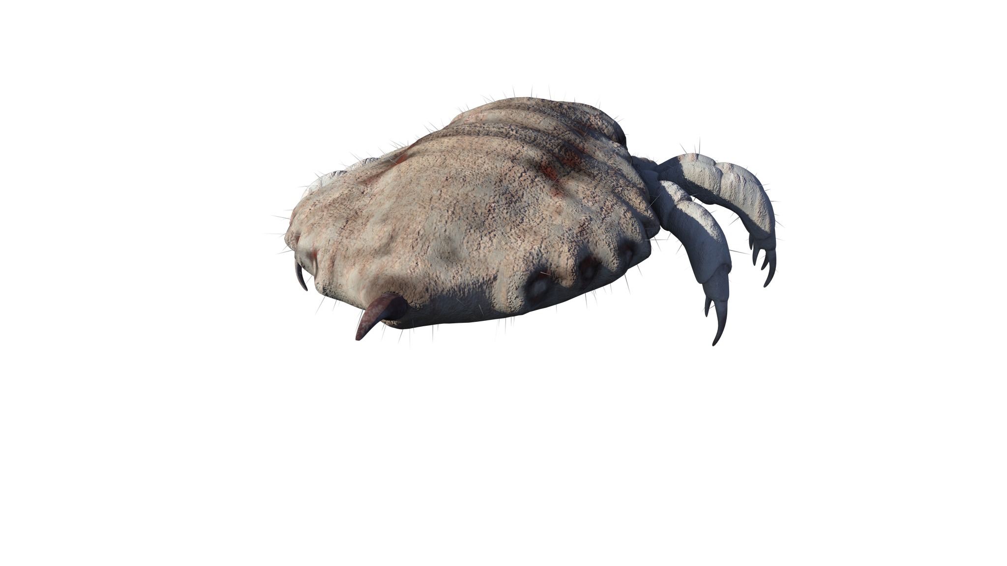 PHOTOREALISTIC ANIMATED LICE 3D model_15