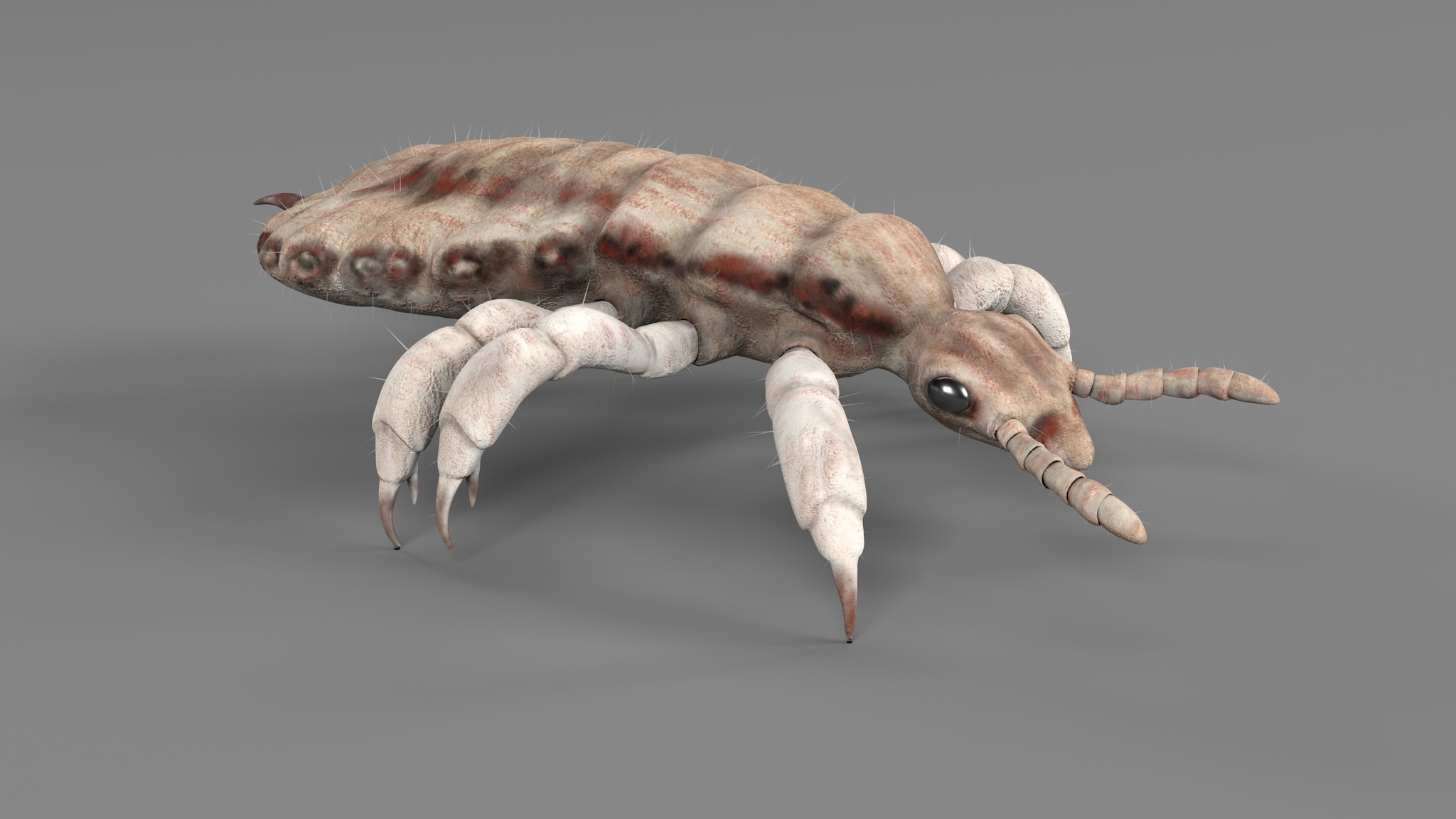 PHOTOREALISTIC ANIMATED LICE 3D model_44