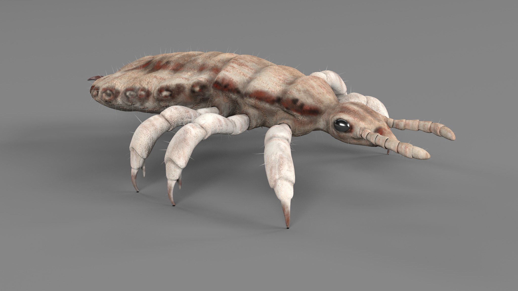 PHOTOREALISTIC ANIMATED LICE 3D model_121