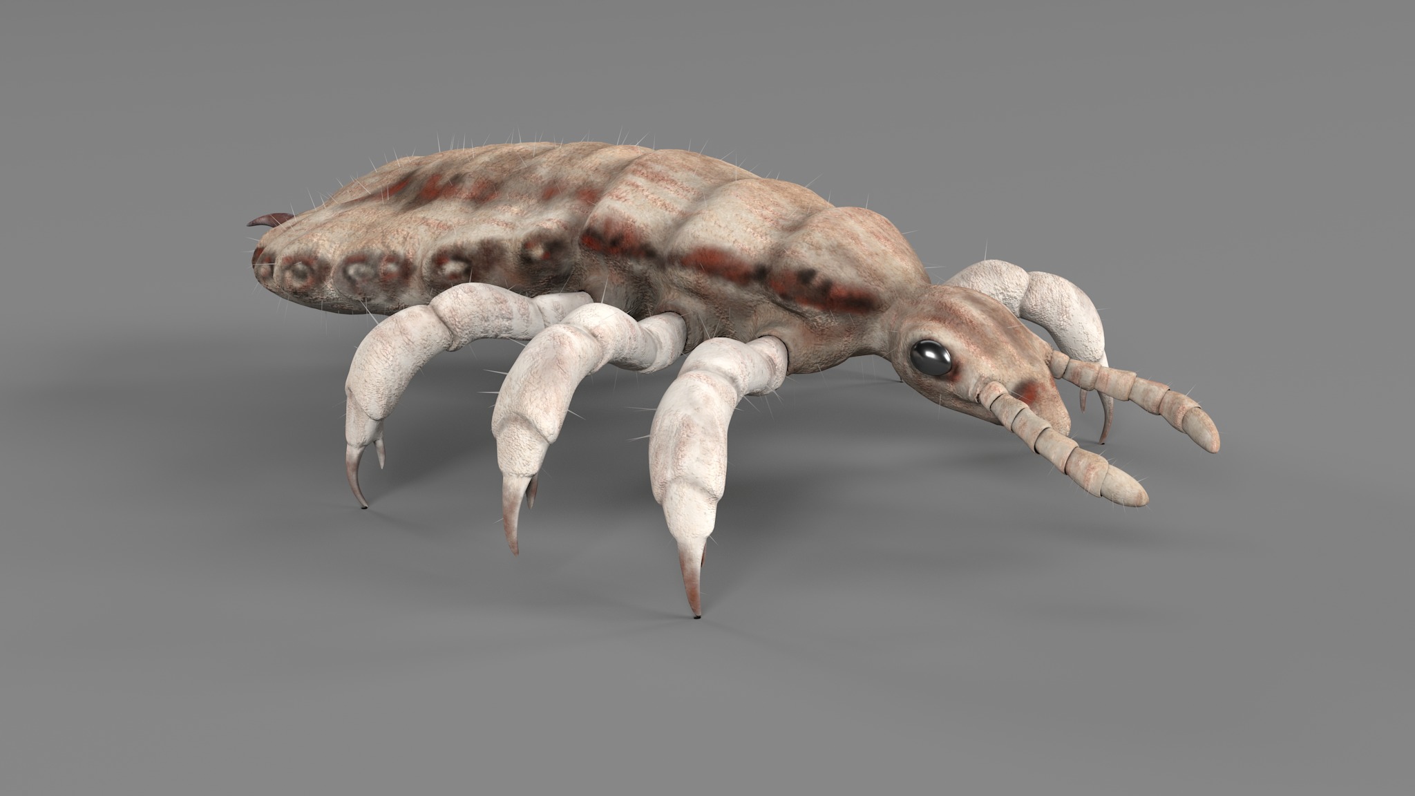 PHOTOREALISTIC ANIMATED LICE 3D model_74
