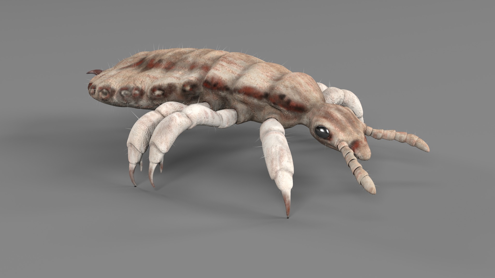 PHOTOREALISTIC ANIMATED LICE 3D model_42