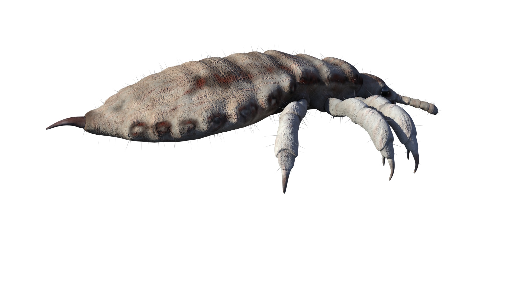 PHOTOREALISTIC ANIMATED LICE 3D model_12