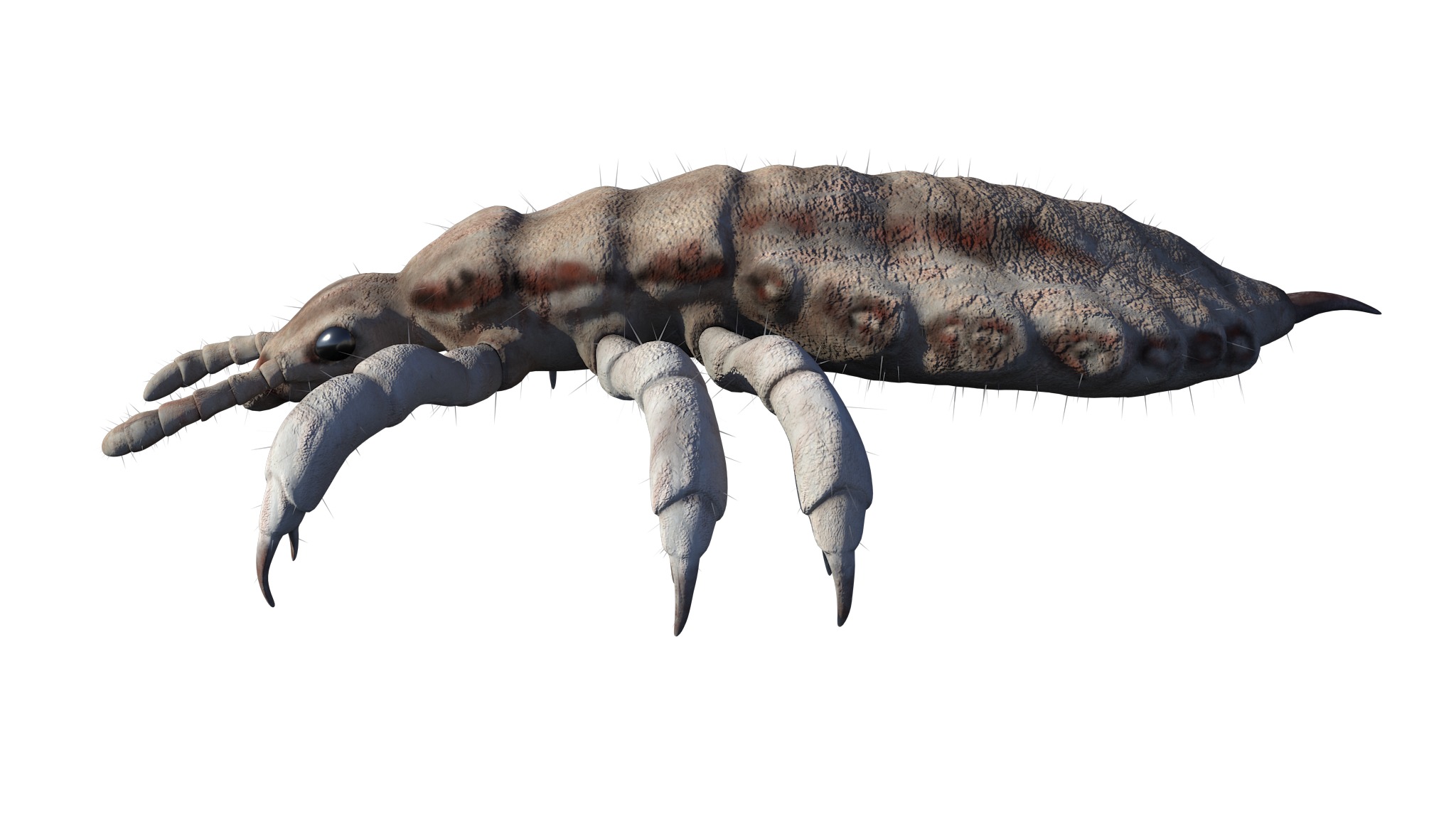 PHOTOREALISTIC ANIMATED LICE 3D model_6
