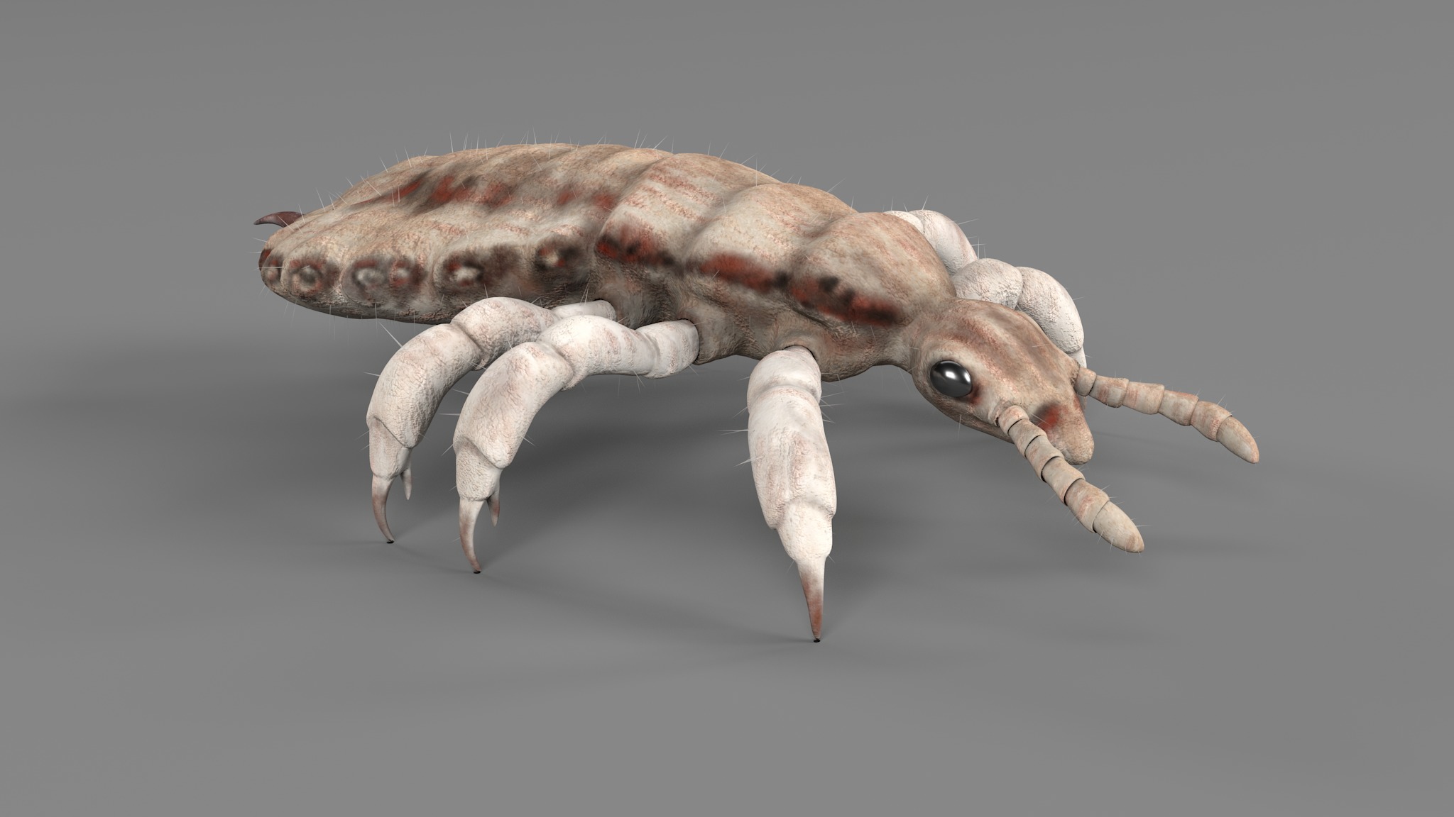 PHOTOREALISTIC ANIMATED LICE 3D model_78
