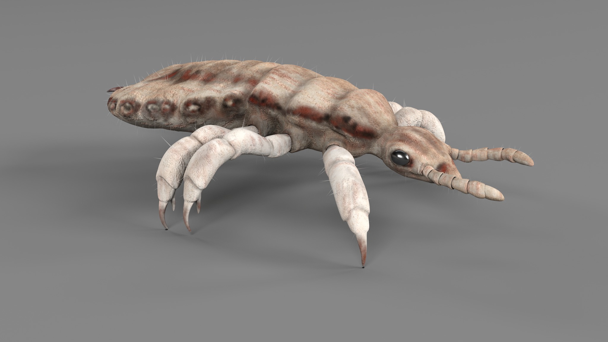 PHOTOREALISTIC ANIMATED LICE 3D model_57