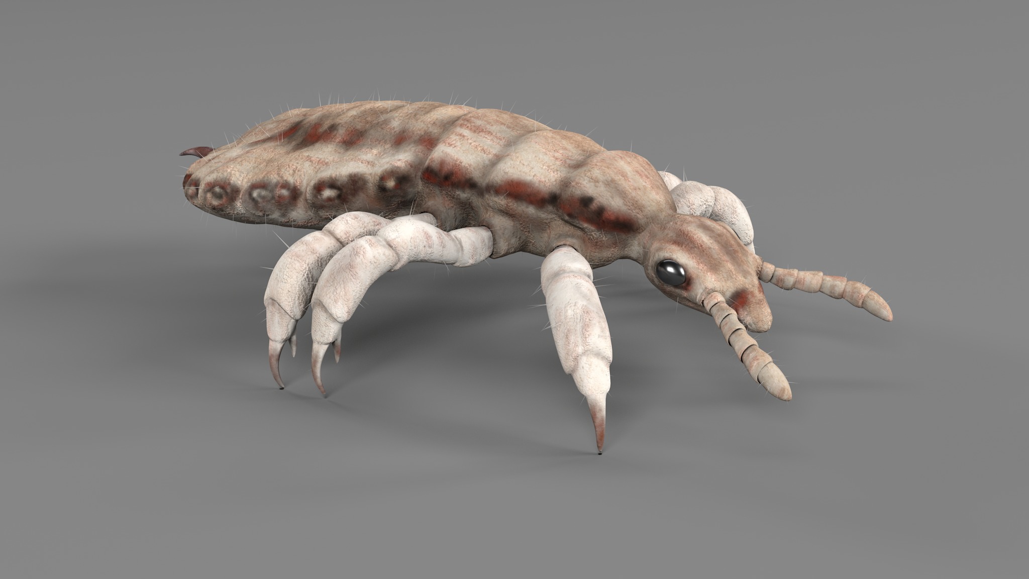 PHOTOREALISTIC ANIMATED LICE 3D model_39