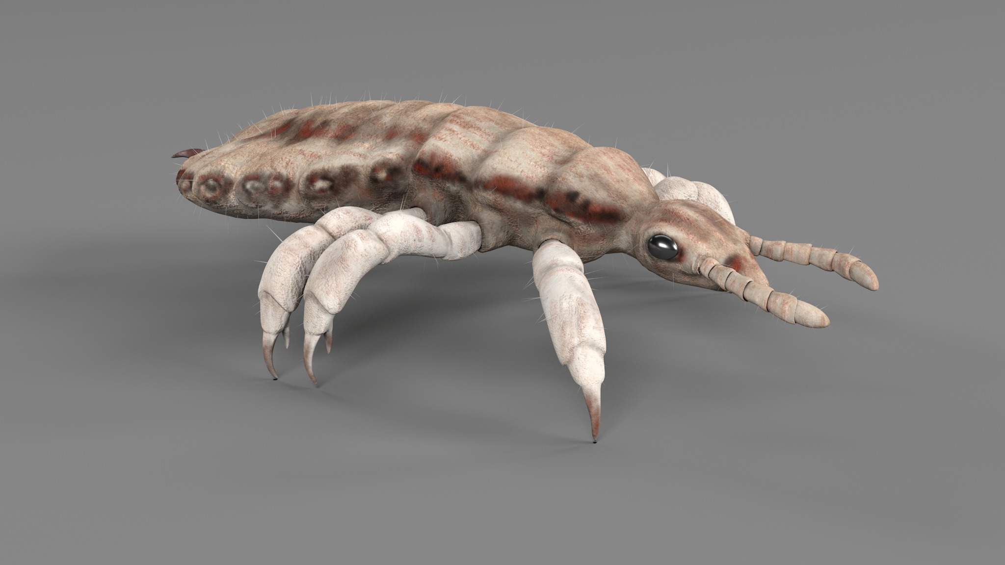 PHOTOREALISTIC ANIMATED LICE 3D model_60