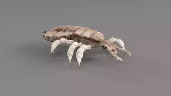 PHOTOREALISTIC ANIMATED LICE 3D model