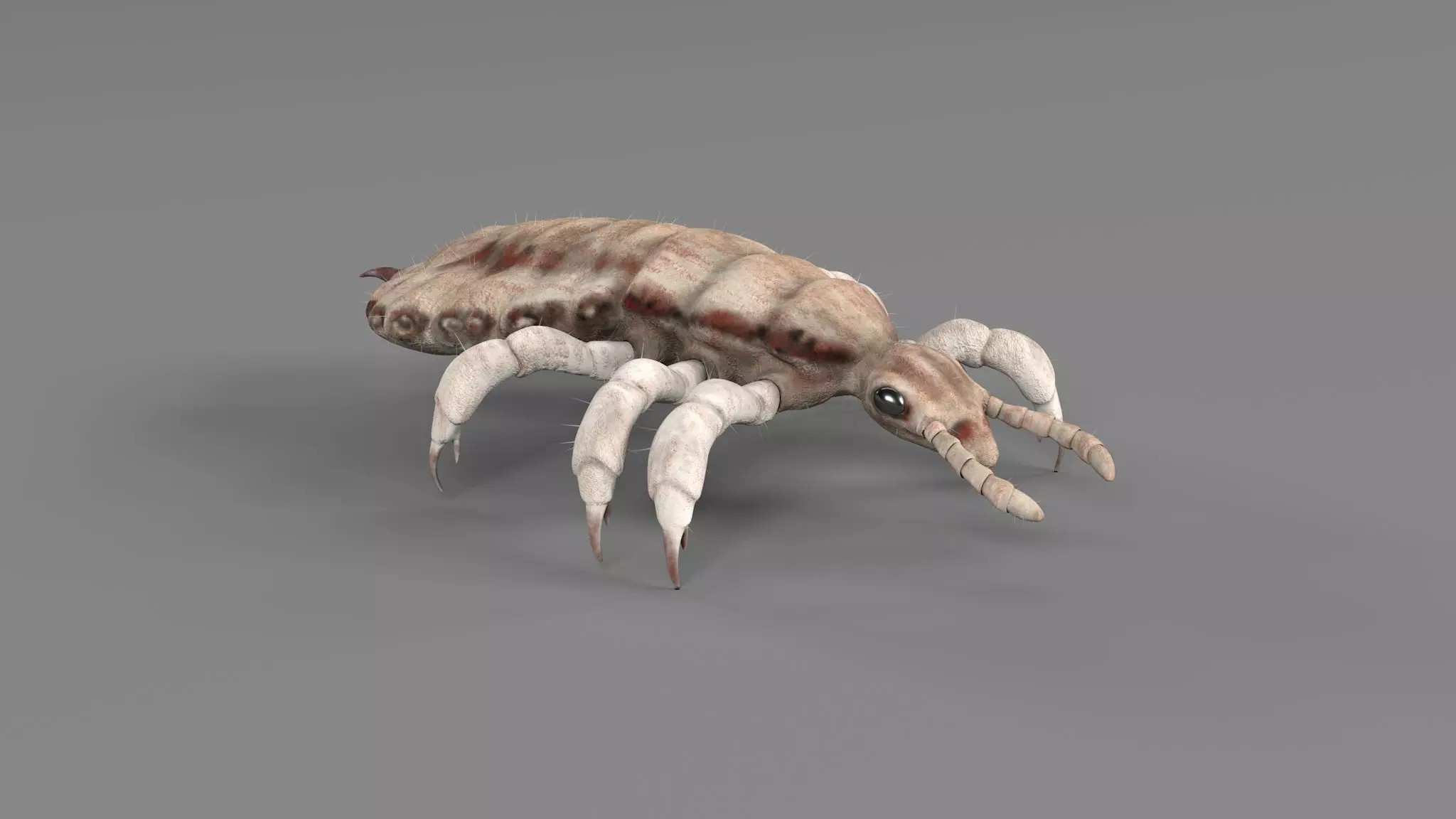 PHOTOREALISTIC ANIMATED LICE 3D model_0