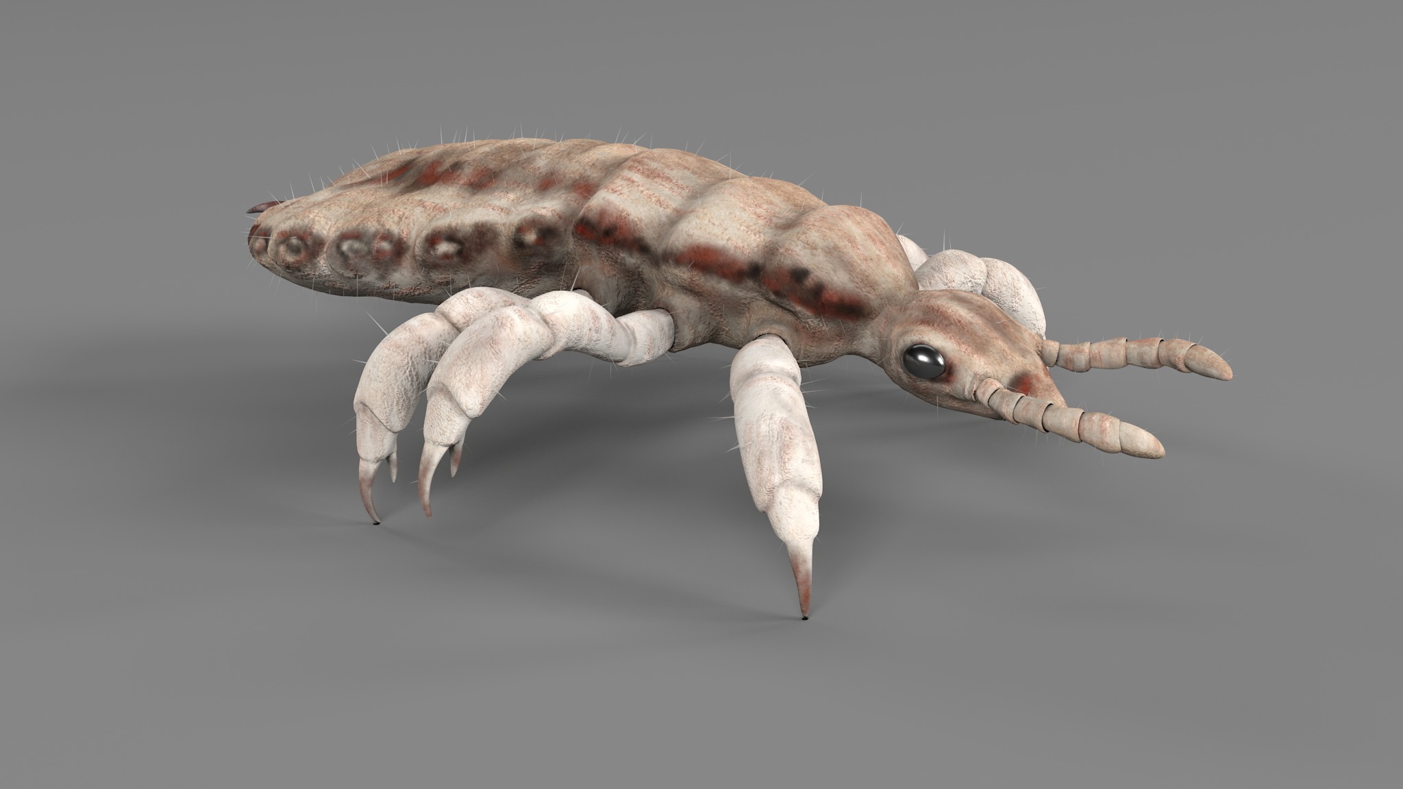 PHOTOREALISTIC ANIMATED LICE 3D model_105