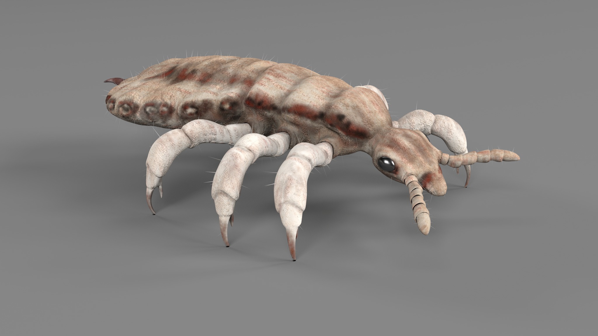 PHOTOREALISTIC ANIMATED LICE 3D model_83